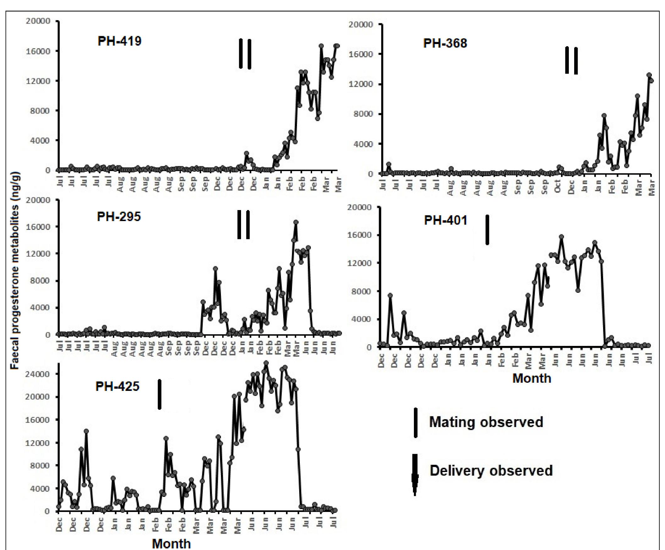 Overall, individual fecal progesterone metabolite concentrations ranged from 172 to 2590 ng/g (Figure 3). The pregnant females had significantly higher fecal progesterone metabolite concentrations compared to their non-pregnant values (Wilcoxon signed rank test, p < 0.001 for all five animals; Figure 4). All the pregnant females showed similar progesterone profiles throughout their pregnancies.  Figure 3. Fecal progesterone metabolite concentrations in five females monitored over 10 to 12 months at the Pygmy Hog Conservation Programme (PHCP), Guwahati (vertical bars—mating observed; down arrow—delivery of piglets observed). PH (Pygmy Hog)-419 could not be sampled before and after the delivery due to restriction in space, while PH (Pygmy Hog)-368 had died due to unknown reasons. 