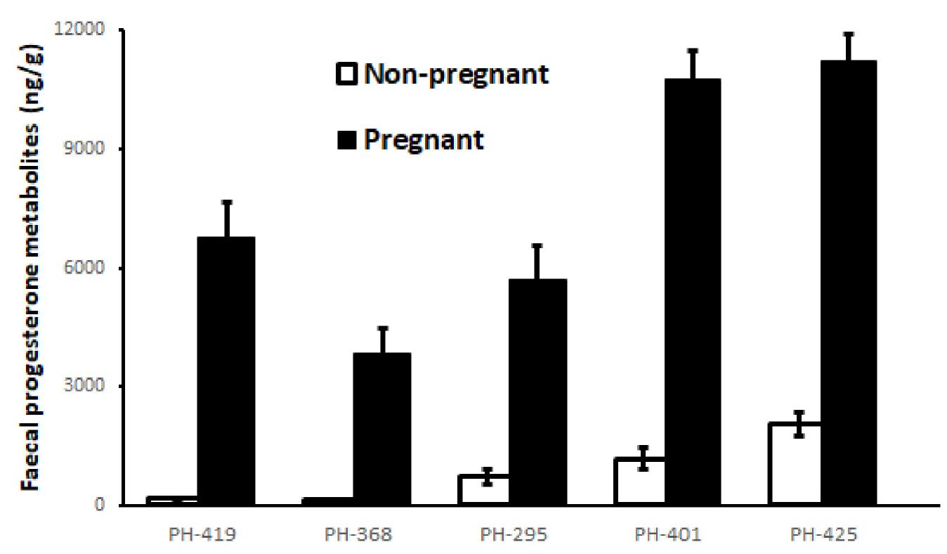 Figure 4. Fecal progesterone metabolite concentrations in pregnant and non-pregnant Pygmy Hog (PH) individuals (n = 5 females; 523 samples). The pregnant samples included two days after successful mating until delivery, while the non-pregnant samples included non-pregnant periods. 