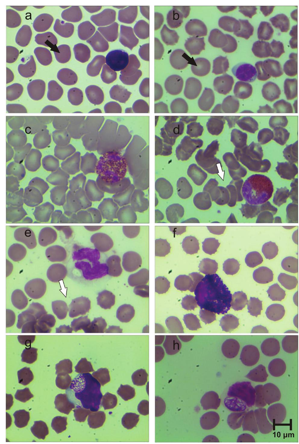 Blood cells in peripheral blood of wildlife capybara. lym-