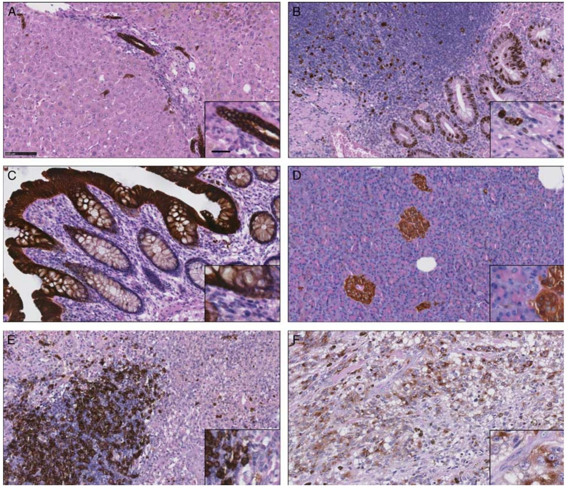 Counterstaining (PDF) Hematoxylin and Eosin Counterstaining Protocol for ...