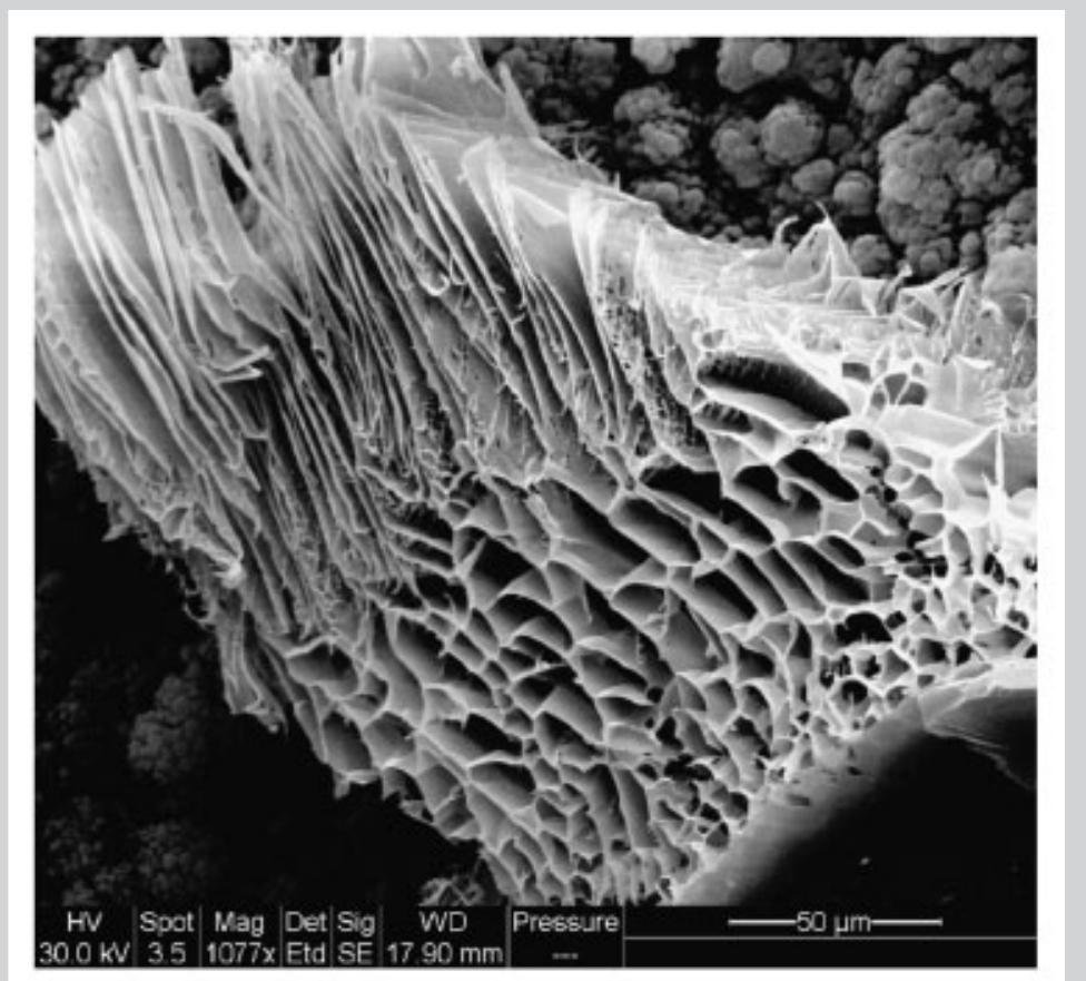 Structure of a) poly[(ricinoleic acid)-co-(lactic acid) ]°7!