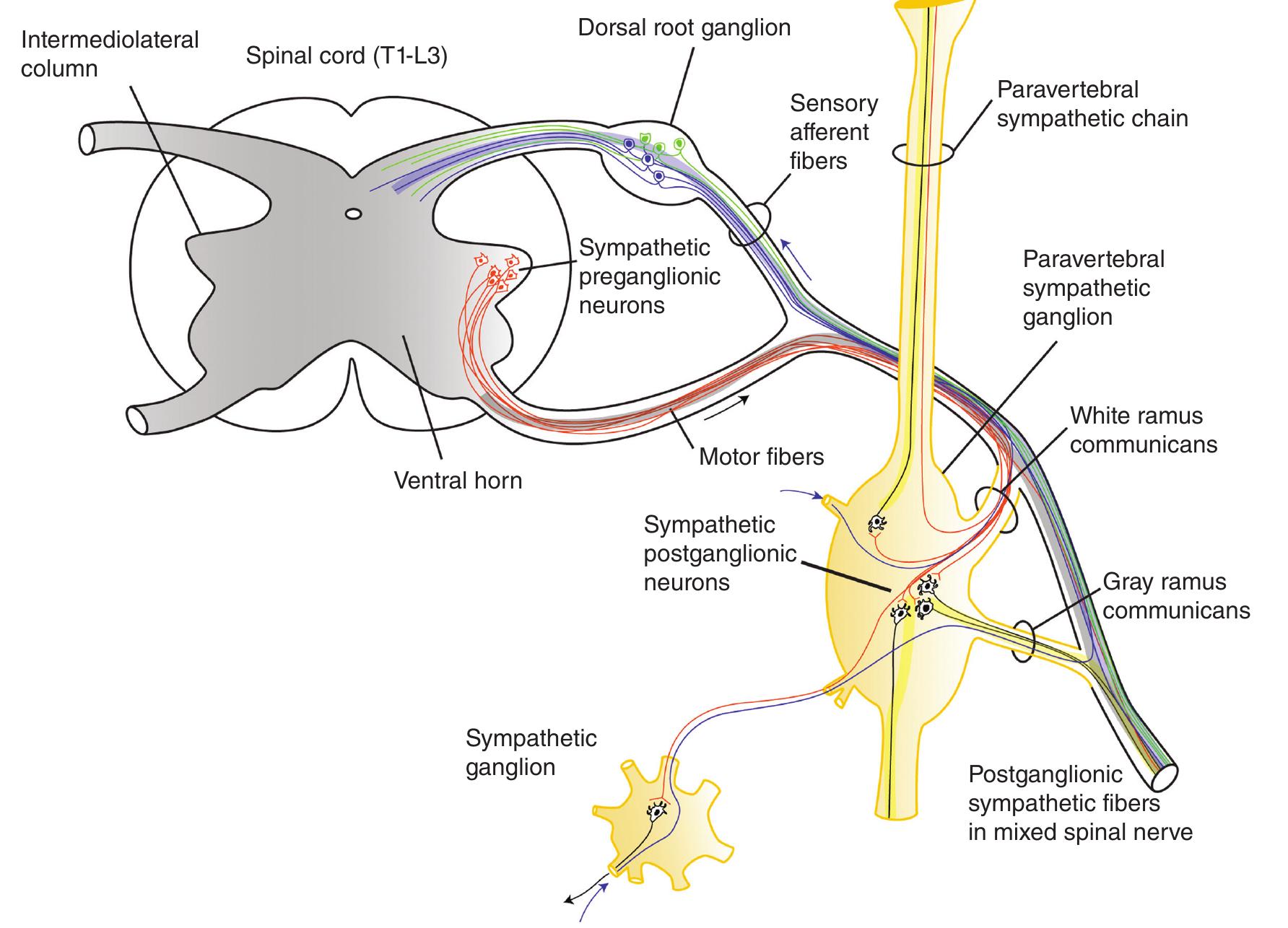 (PDF) Overview of the Anatomy, Physiology, and Pharmacology of the ...