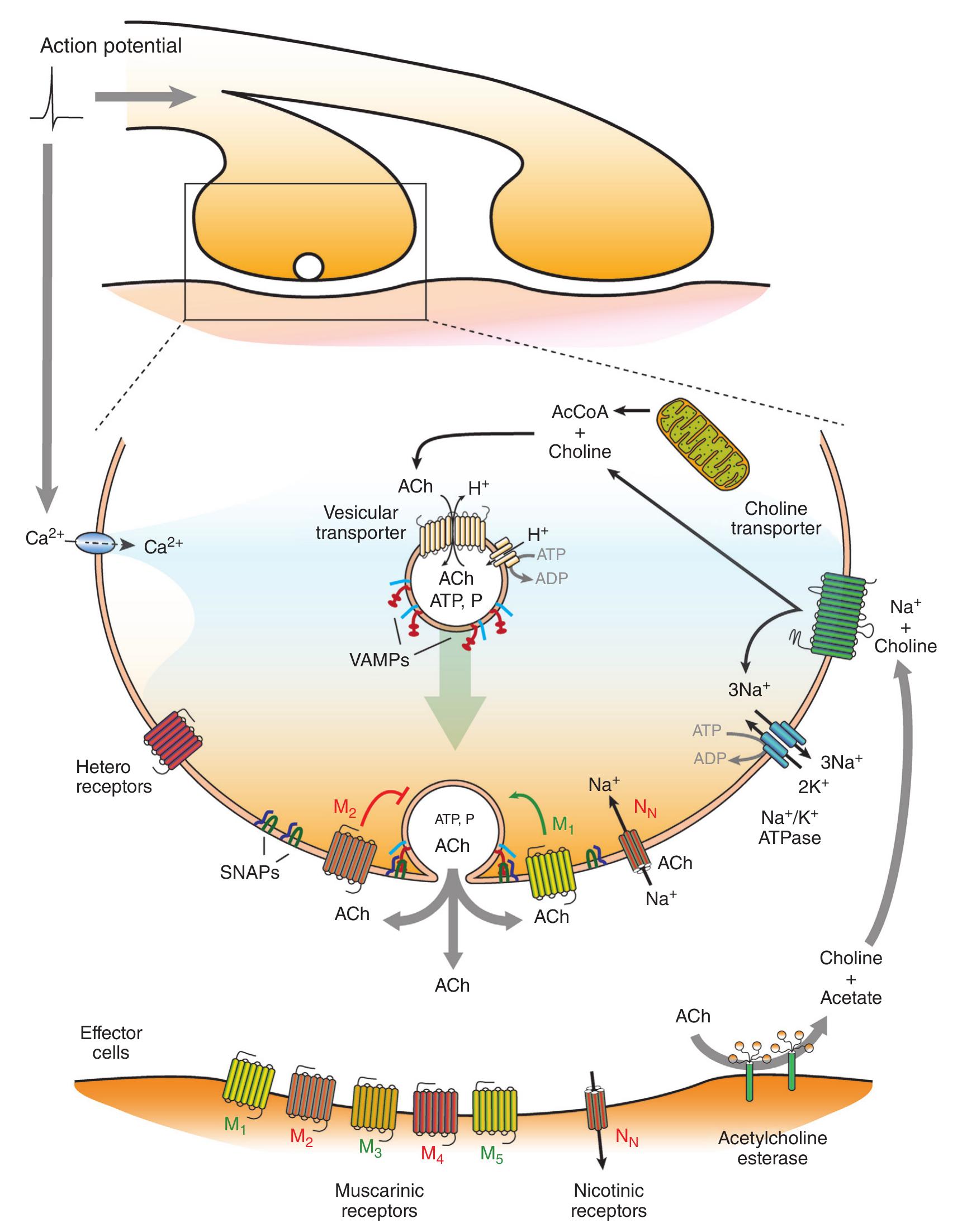 (PDF) Overview of the Anatomy, Physiology, and Pharmacology of the ...