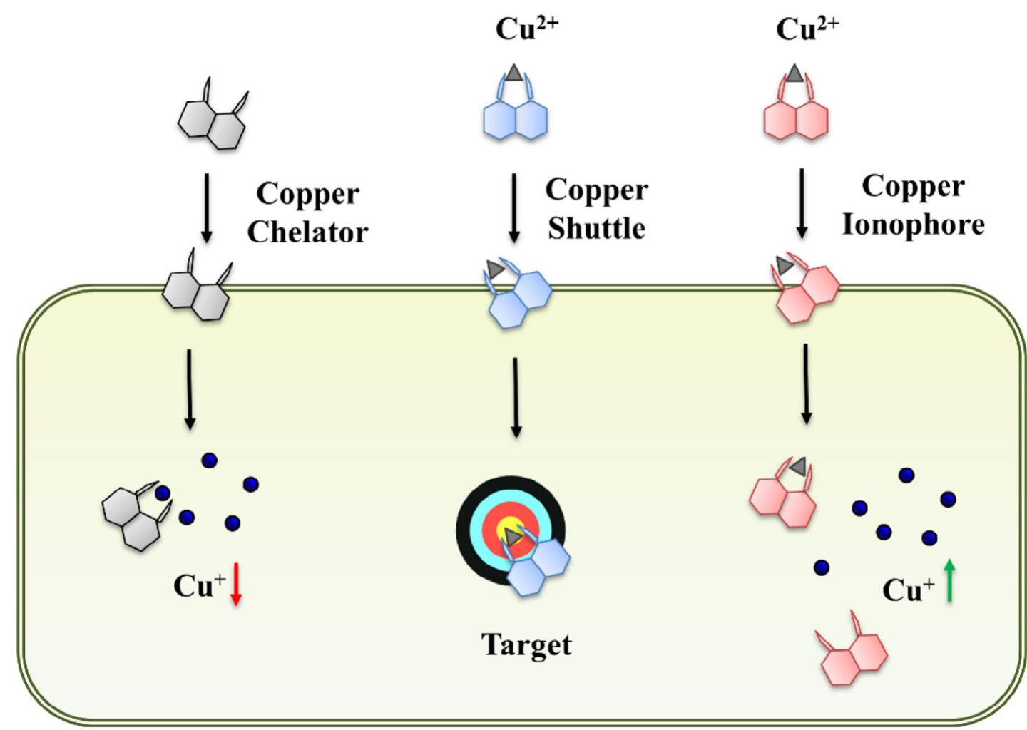 (PDF) Biomedical applications of copper ionophores