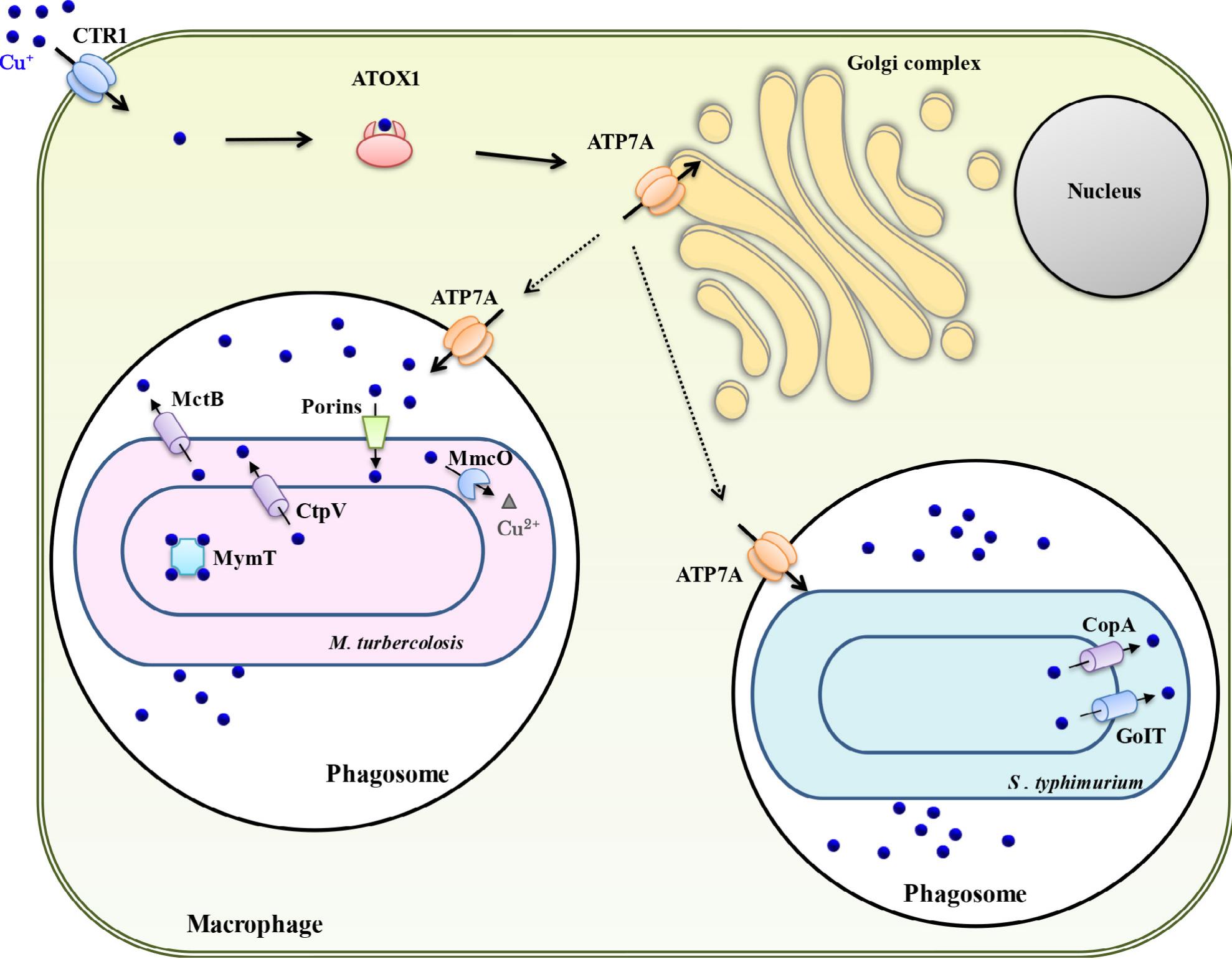 (PDF) Biomedical applications of copper ionophores