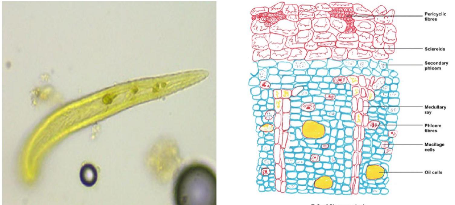 Microscopic Procedures Example ~ o microscopic evaluation:it entails a thorough analysis of