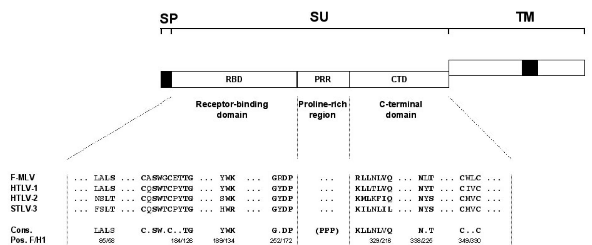 Conservation of motifs in the env su of mlv and ptlv. amino