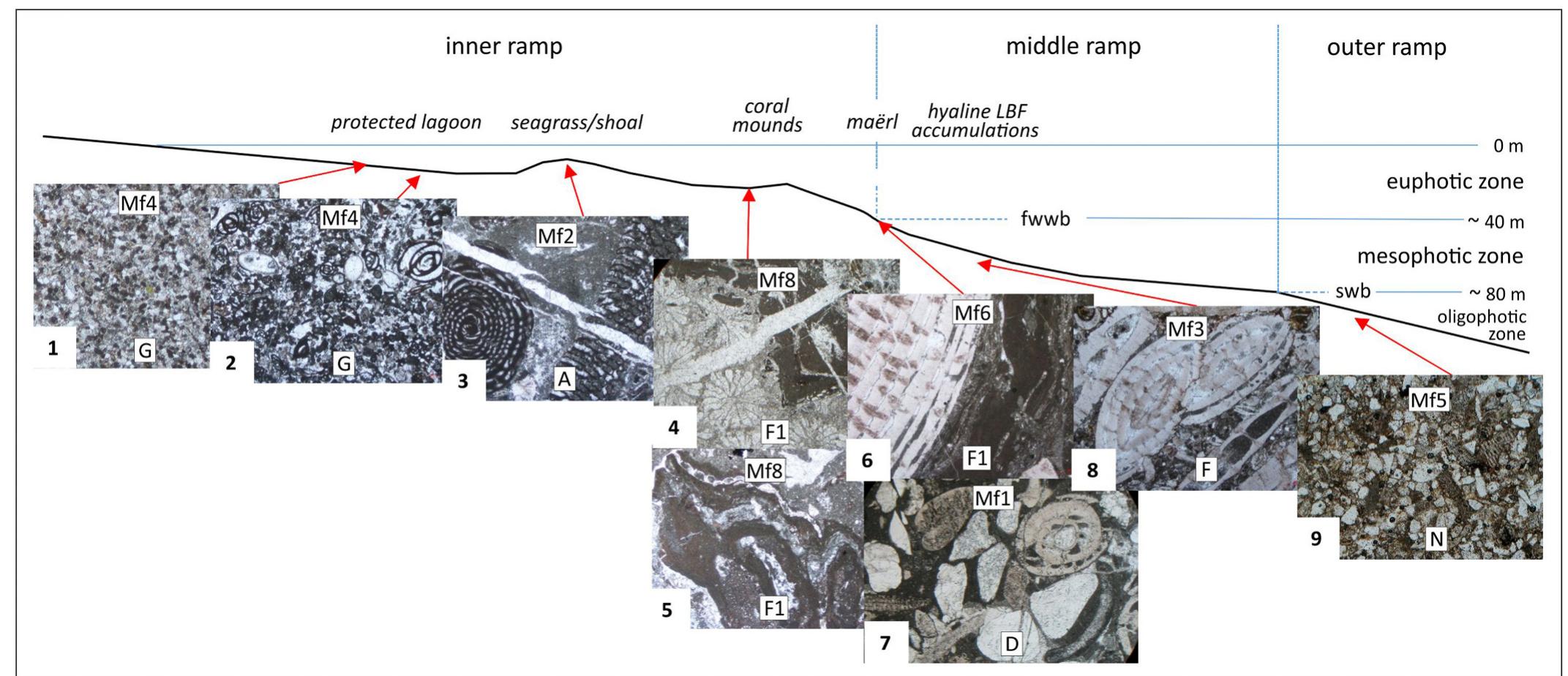 (PDF) The Eocene carbonate platform of the central-western Malaguides ...
