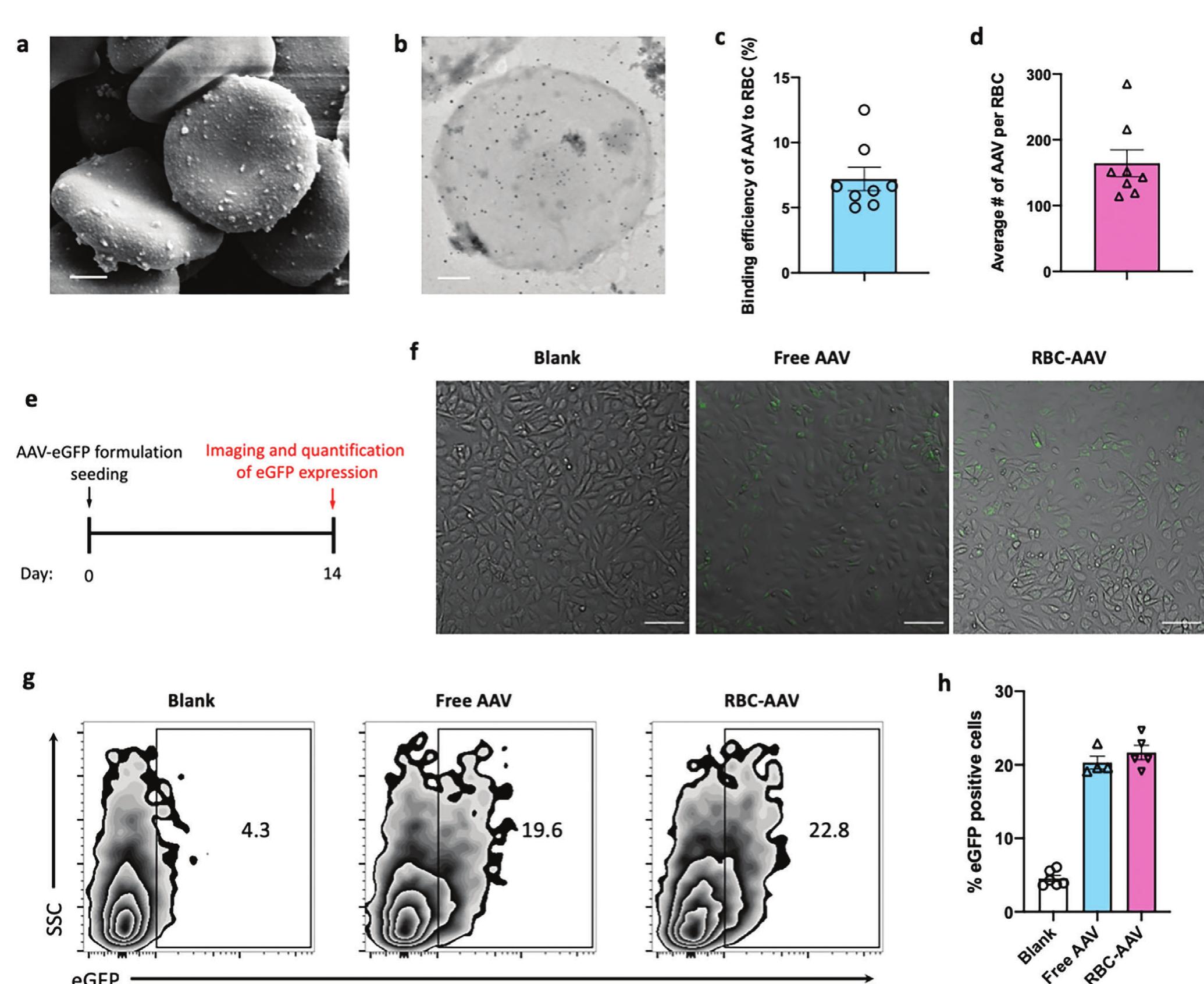 Sem Rbc (PDF) Red Blood Cell Anchoring Enables Targeted Transduction and Re ...