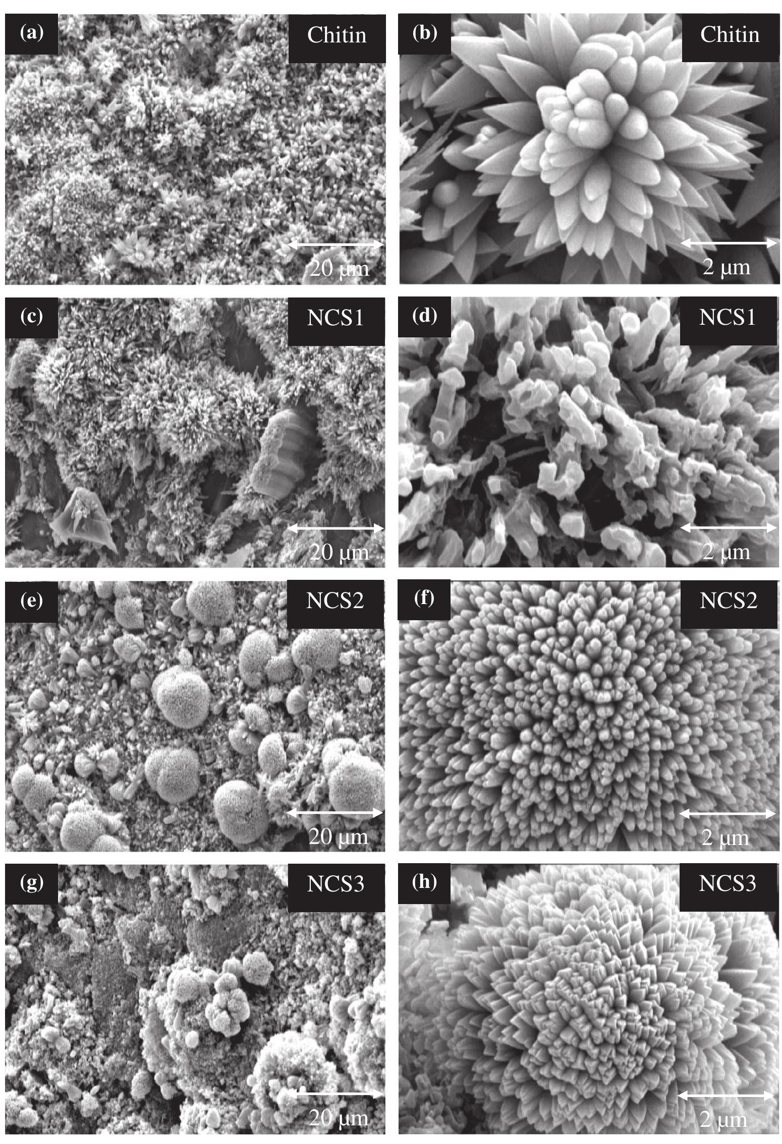 (PDF) Preparation of natural chitosan from shrimp shell with different ...
