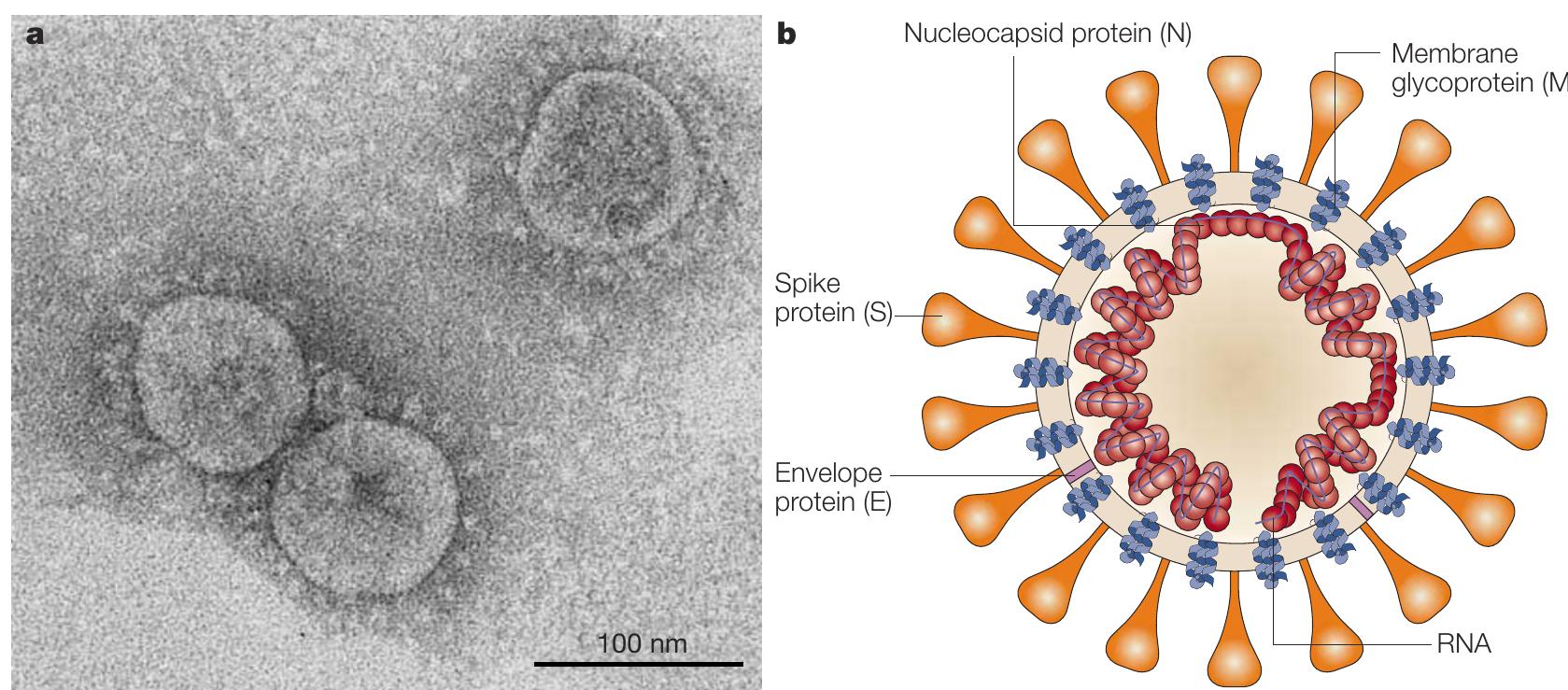 | morphology of the sars coronavirus. a | electron