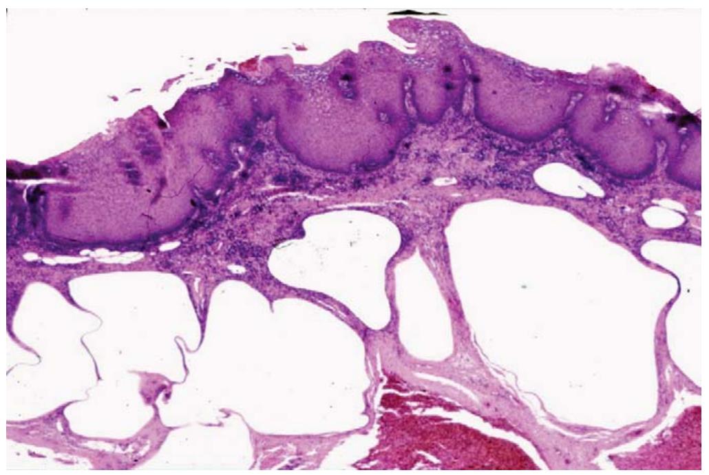 Porno yoyish oyoqlari