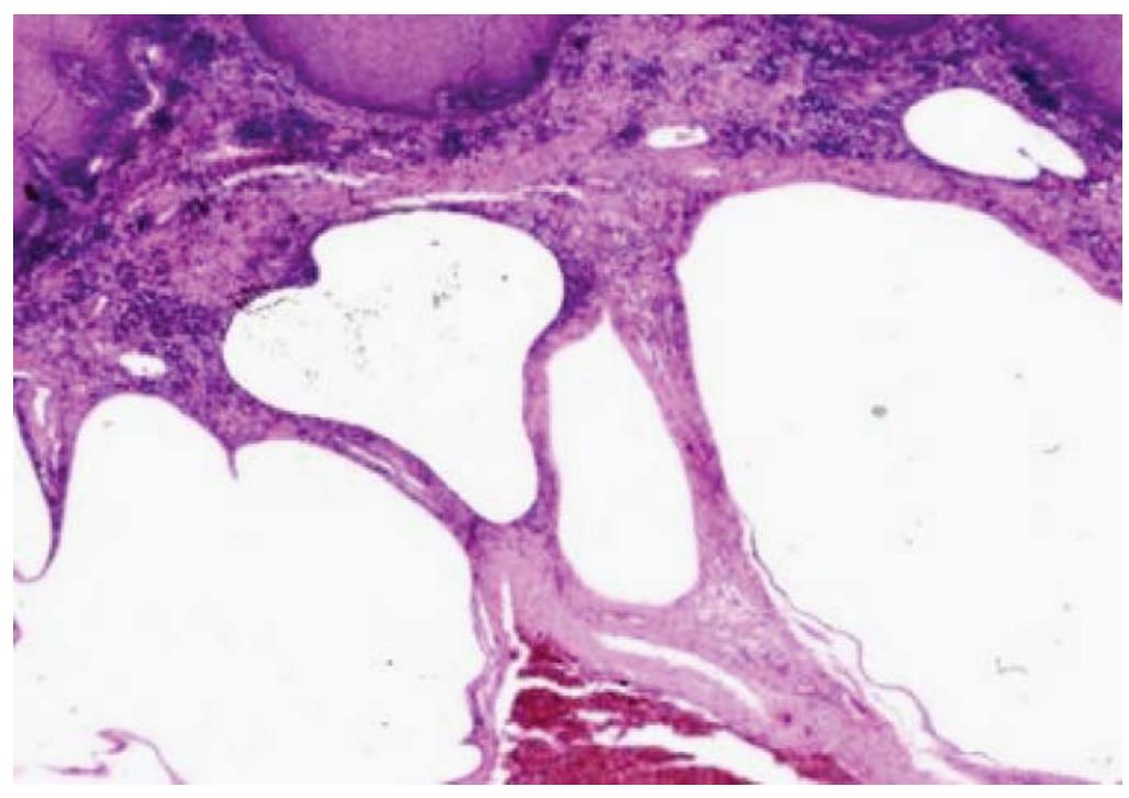Yirtqich hayvon qiz bilan jinsiy aloqada boladi