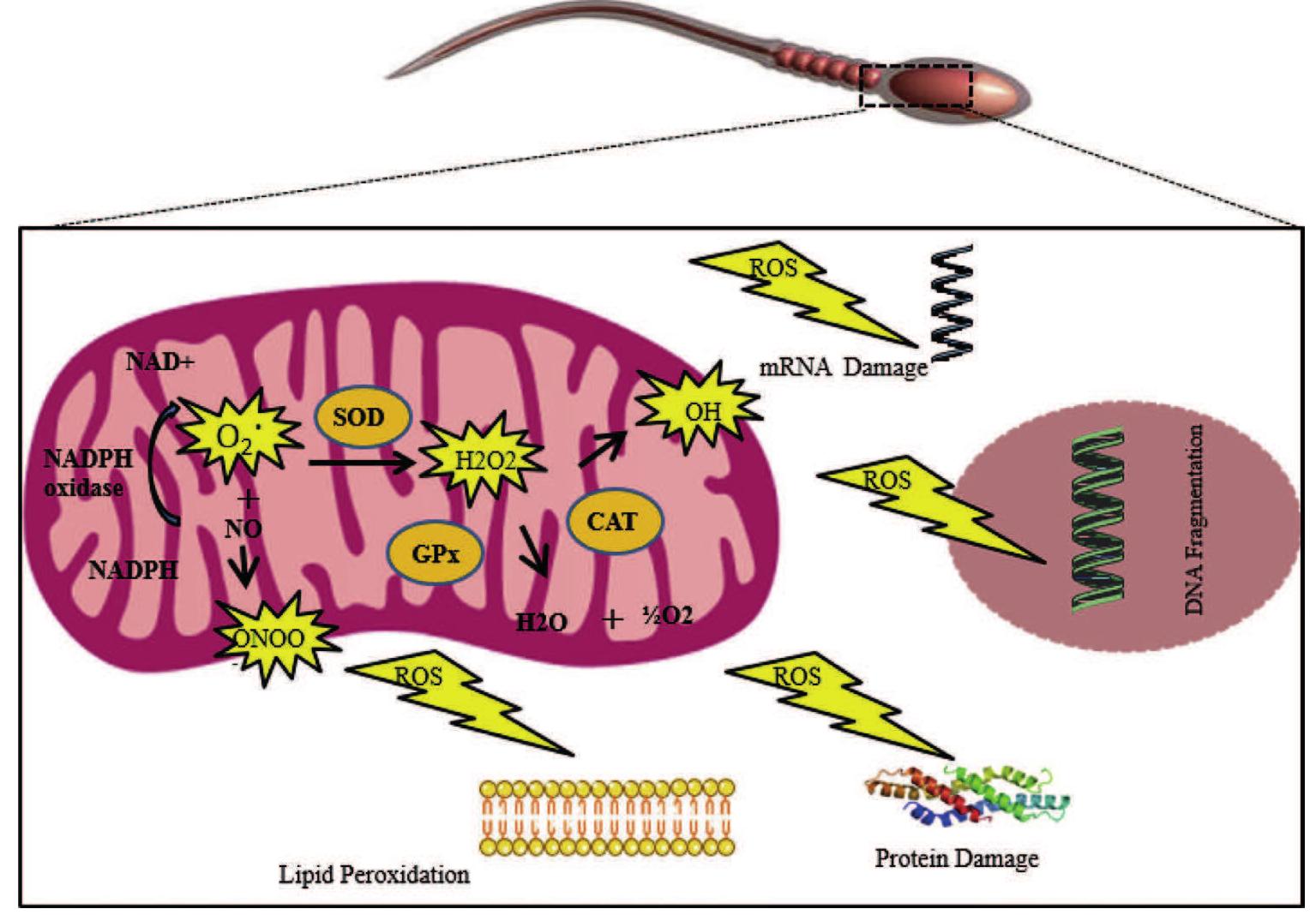A summary of production of reactive oxygen species (ros) in