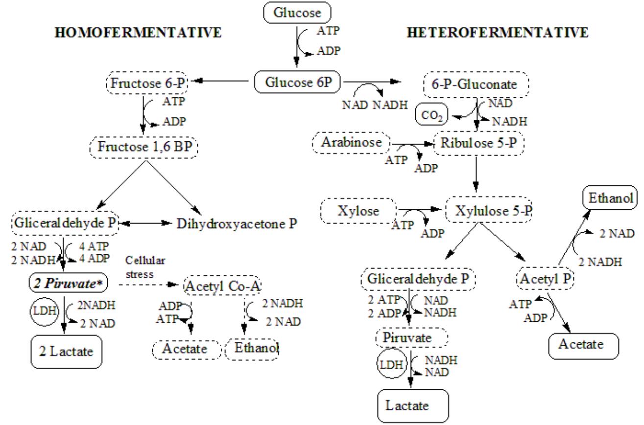 Acidulating (PDF) Biotechnological valorization of agro industrial and household ...