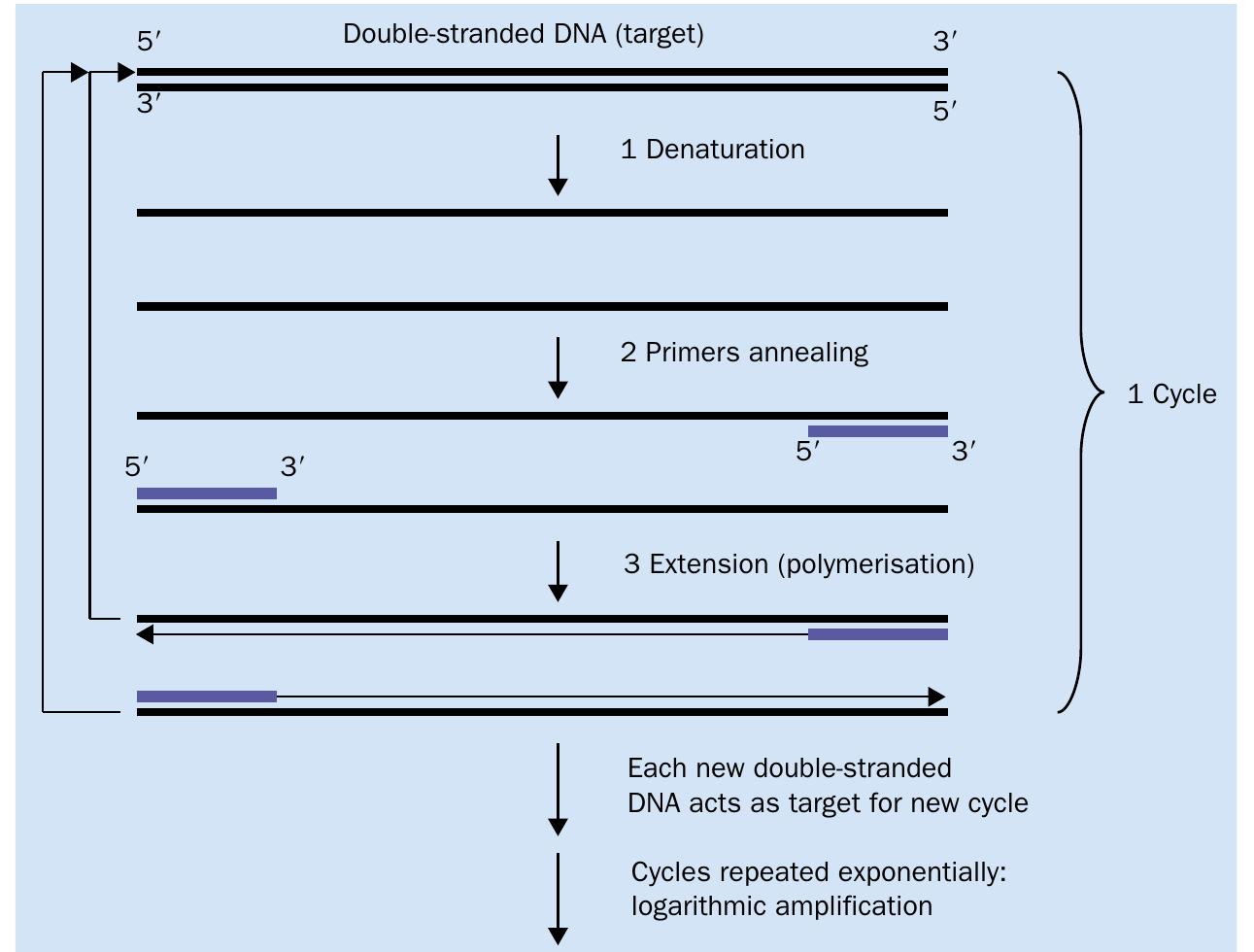 Schematic of pcr. the pcr reaction takes place in a