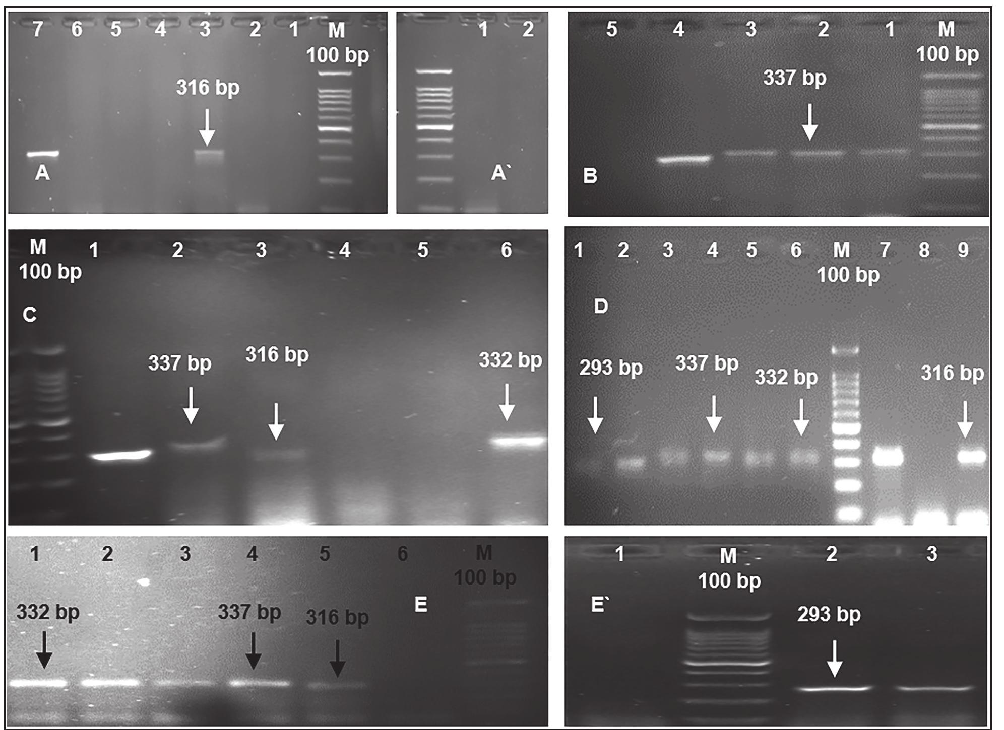(PDF) Analysis of DNA isolated from different oil sources: problems and ...
