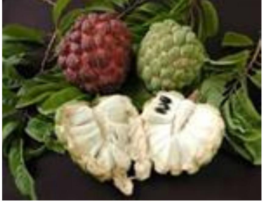 (PDF) Analysis and Applications of Custard Apple