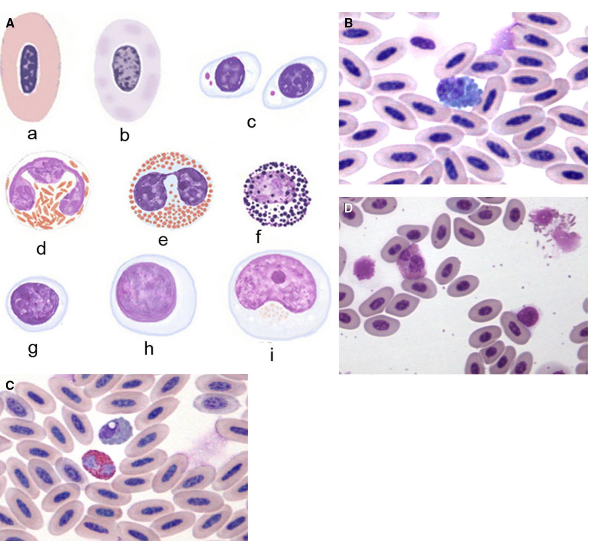 (PDF) Comparative Morphology, Development, and Function of Blood Cells ...