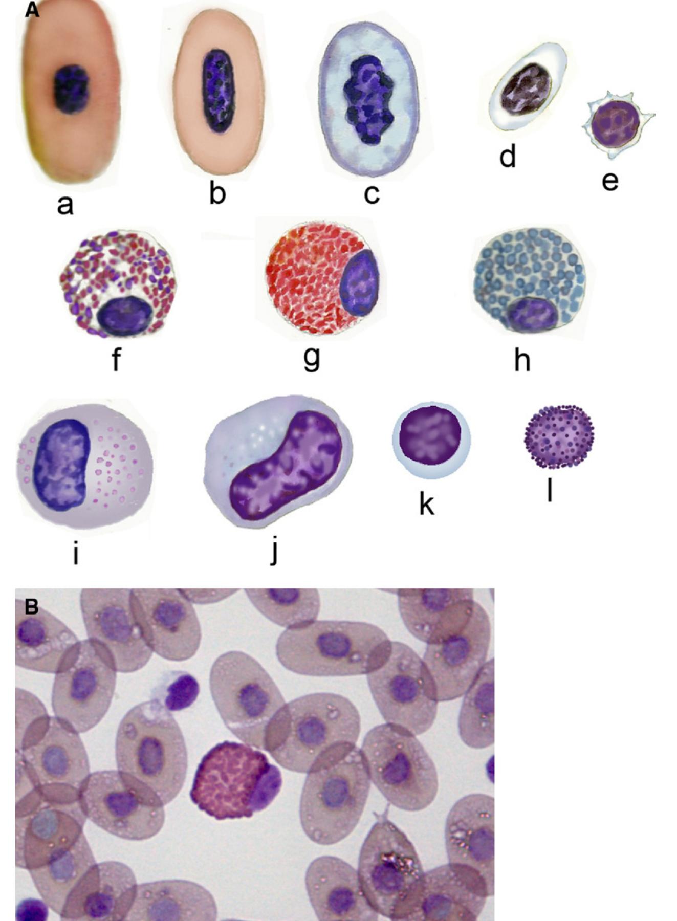 Torocyte (PDF) Comparative Morphology, Development, and Function of Blood Cells ...