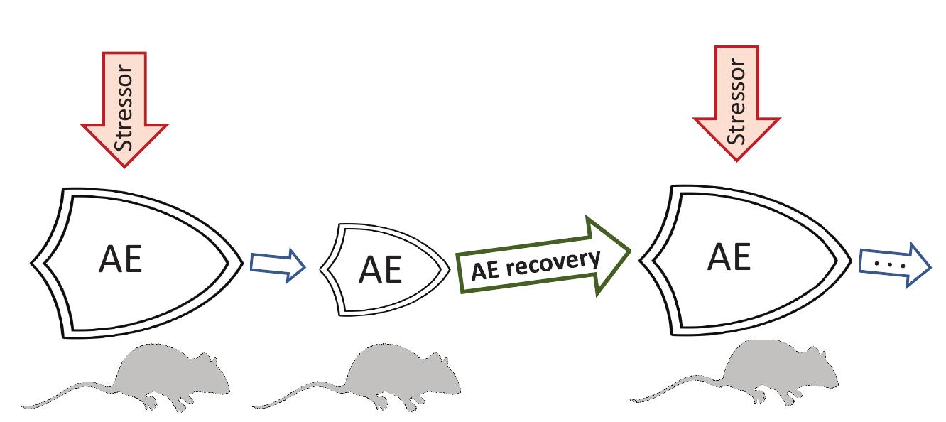 Adaptation Energy (PDF) Evolution of adaptation mechanisms: Adaptation energy, stress ...