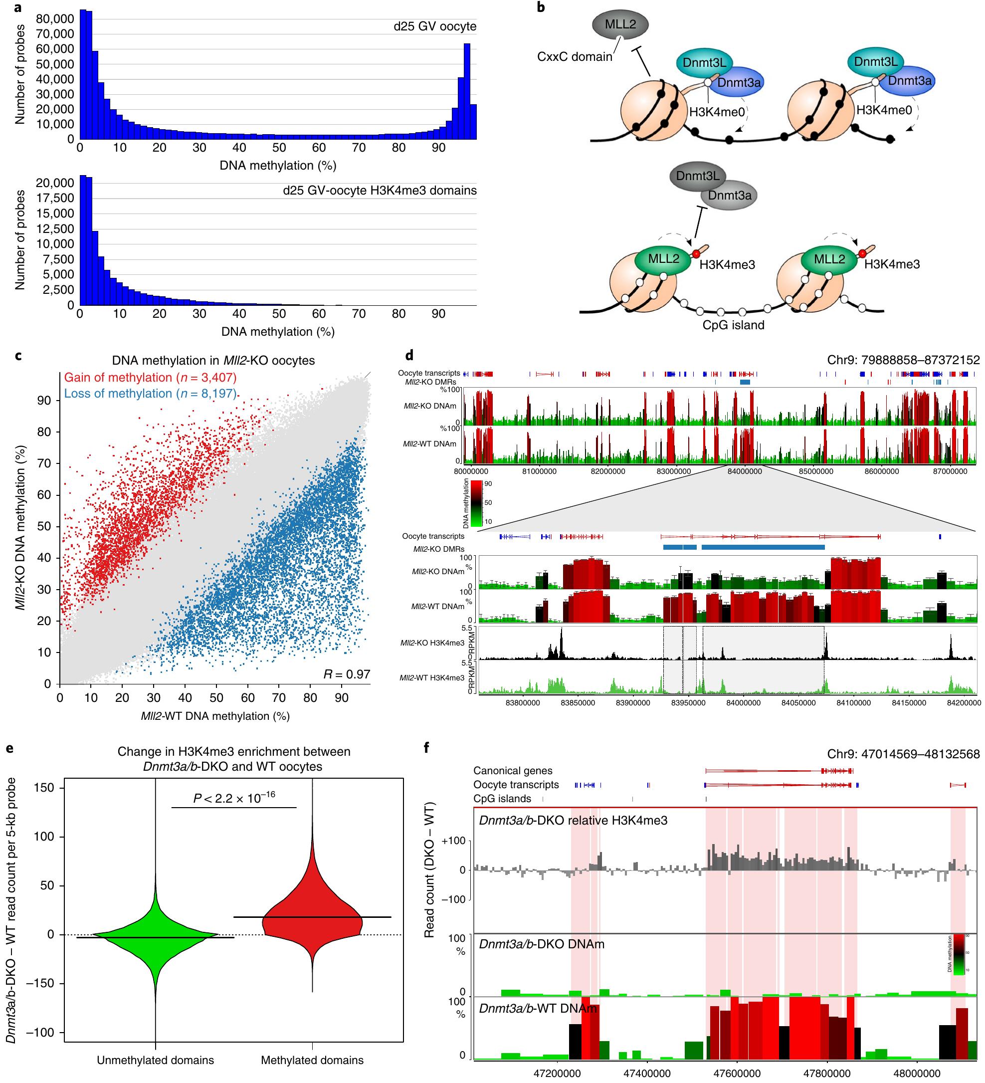 (PDF) MLL2 conveys transcription-independent H3K4 trimethylation in oocytes