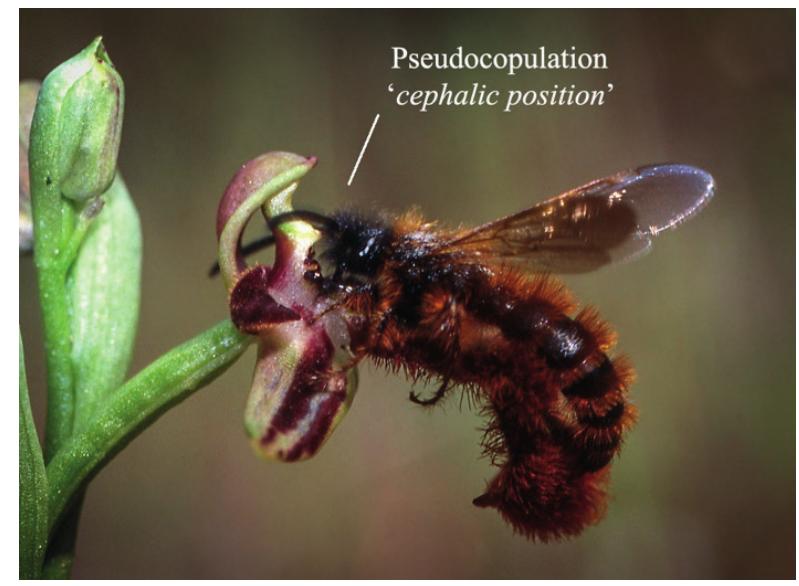 Labellum Insects Figure 1 - from Genus Ophrys L., 1753 in Romania – Taxonomy,