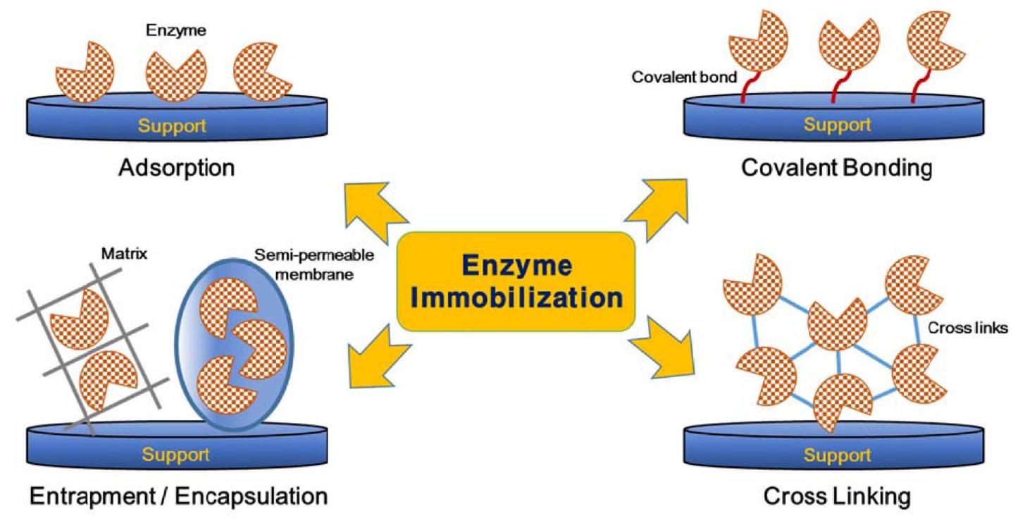 (PDF) An Overview of Techniques in Enzyme Immobilization