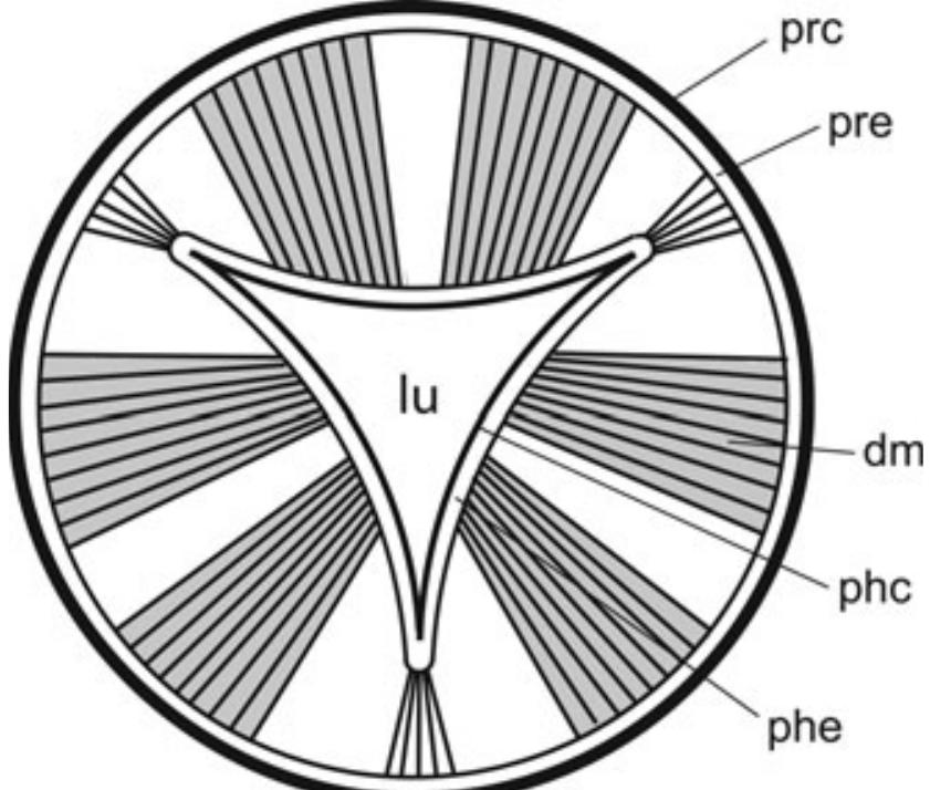Tri Radiate Array Figure 1 - from The triradiate sucking pharynx in animal