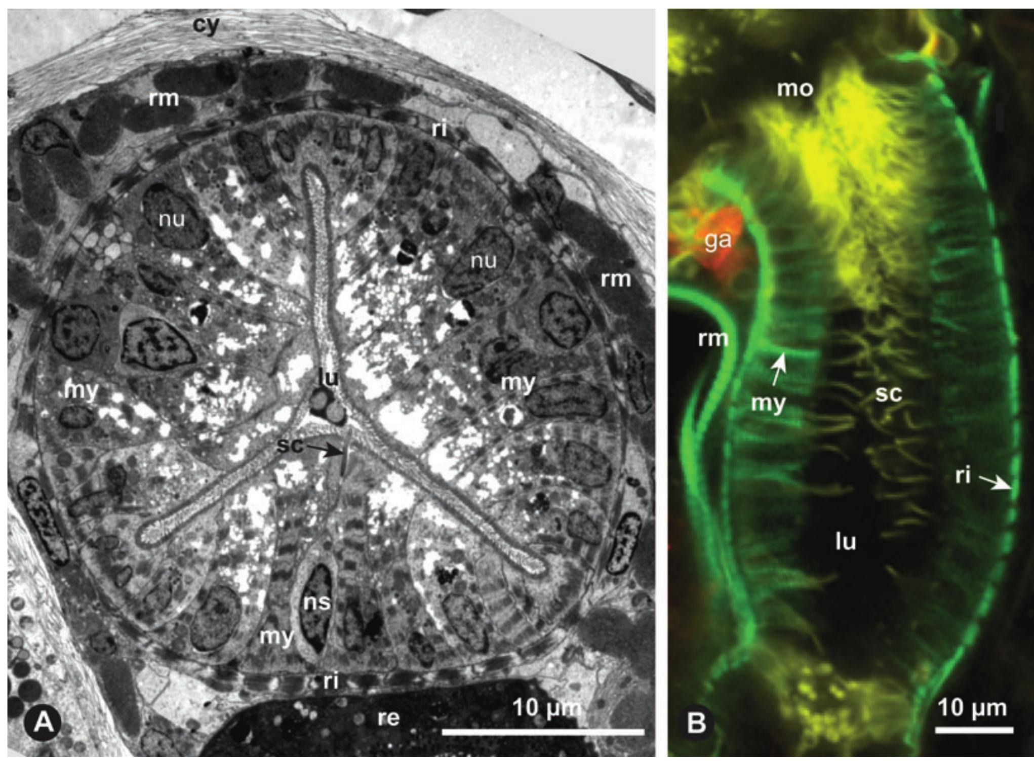 Tri Radiate Array Figure 1 - from The triradiate sucking pharynx in animal
