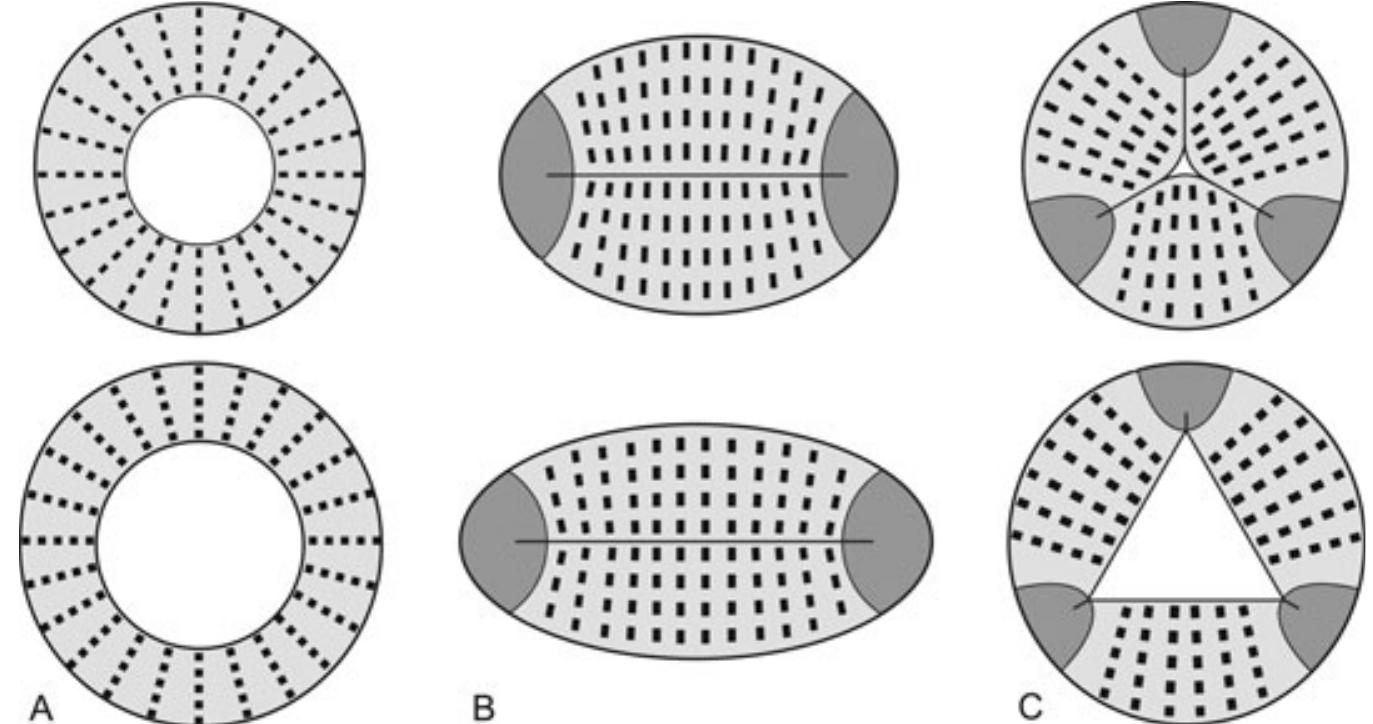 Tri Radiate Array (PDF) The triradiate sucking pharynx in animal phylogeny