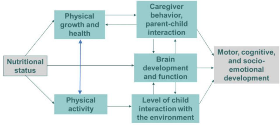 (PDF) Nutrition and brain development in early life