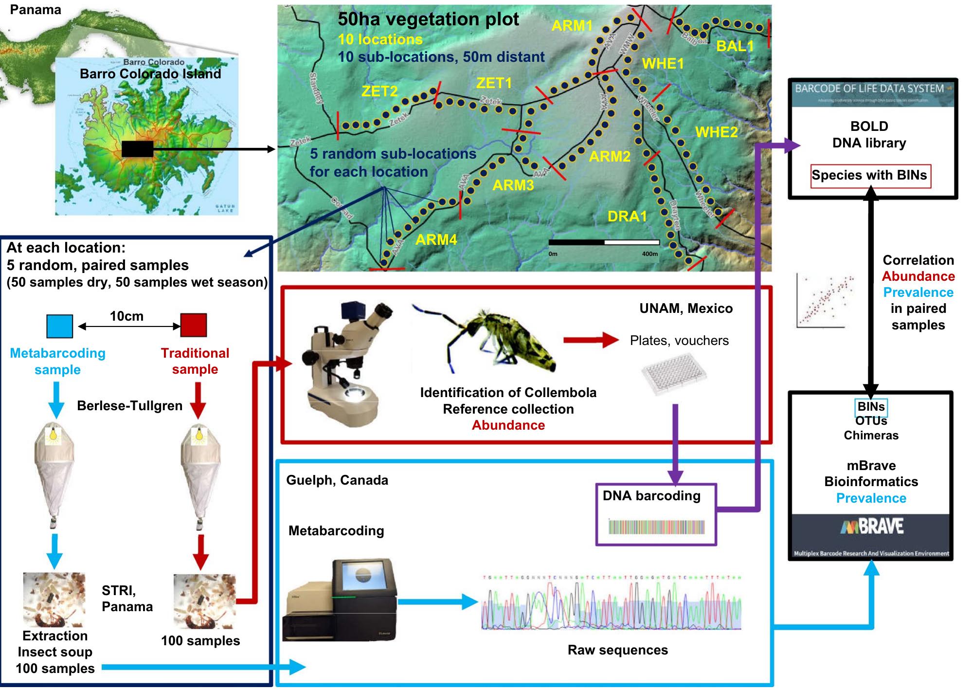Summary diagram illustrating the workflow of samples for