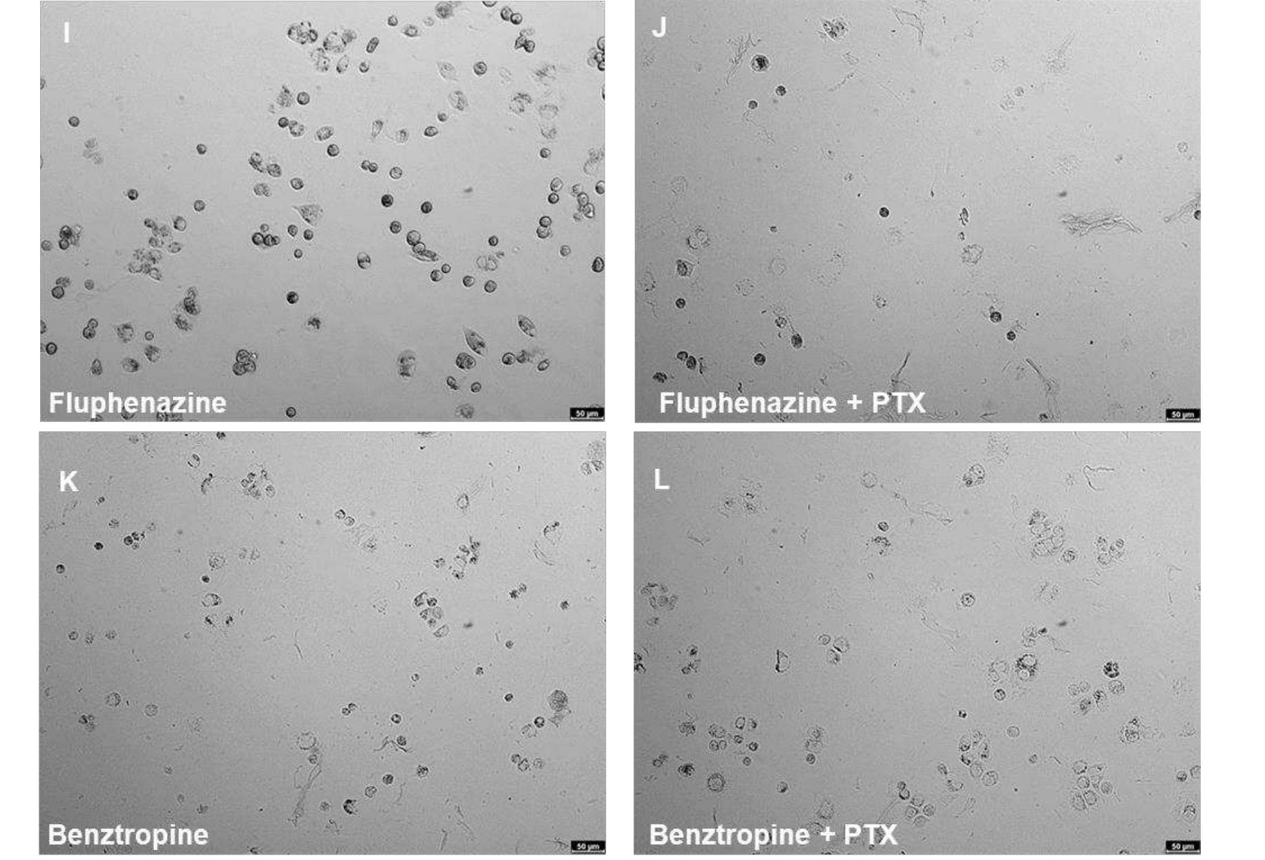 Microscopic cellular visualisation of mcf-7 cells after 48 h
