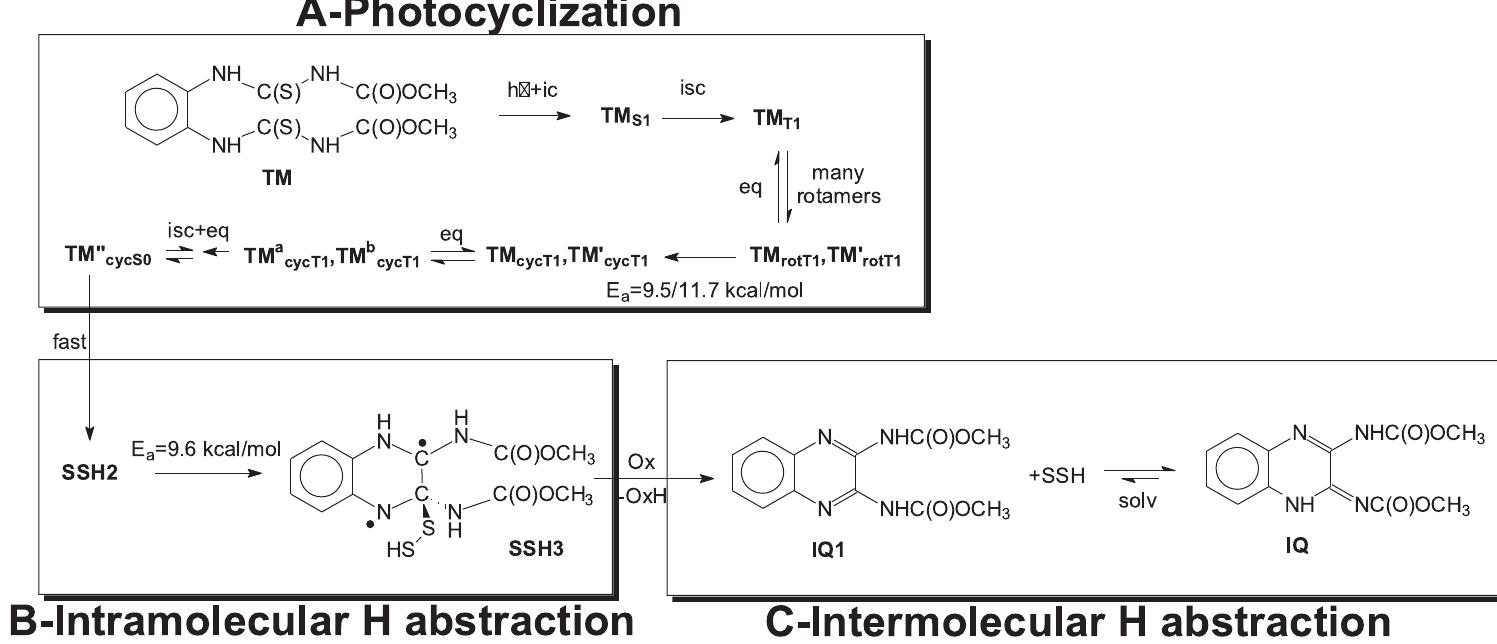 Fig. 4. The complete photodegradation mechanism of TM into IQ.