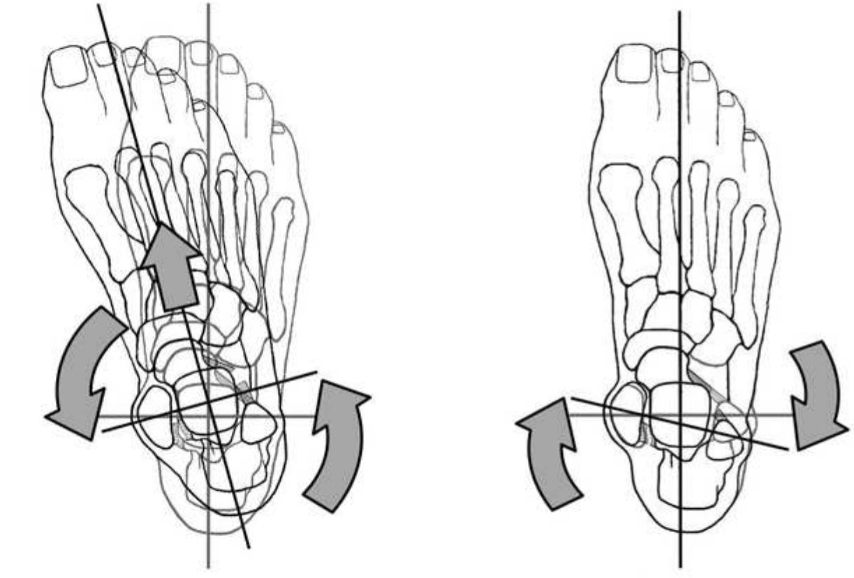 Fibula Internal Rotation (PDF) Rotary Ankle Instability: Overview of Pathomechanics and Prognosis