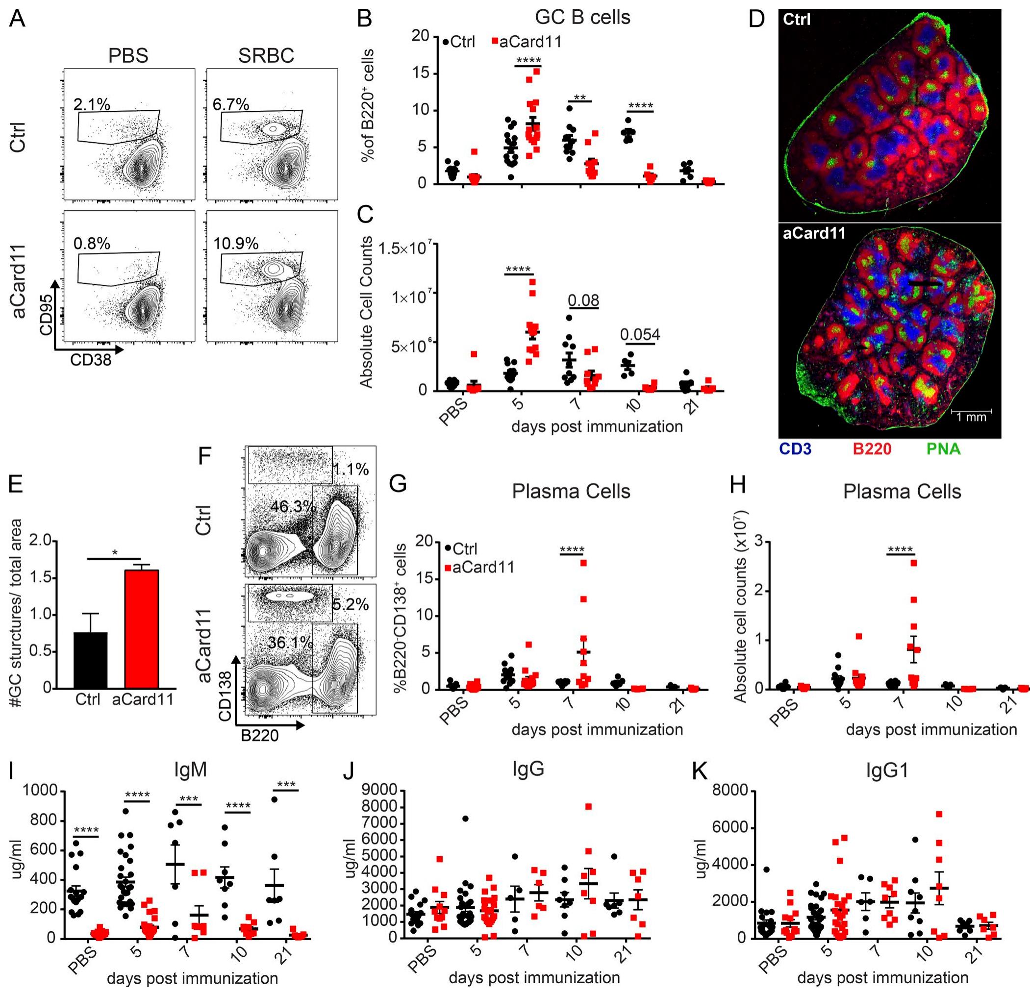 (PDF) Activated CARD11 accelerates germinal center kinetics, promoting ...