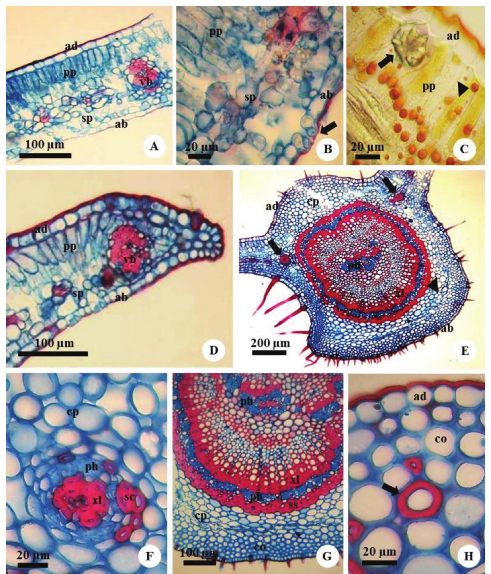 (PDF) Leaf anatomy of Cordiera sessilis (Vell.) Kuntze (RUBIACEAE)