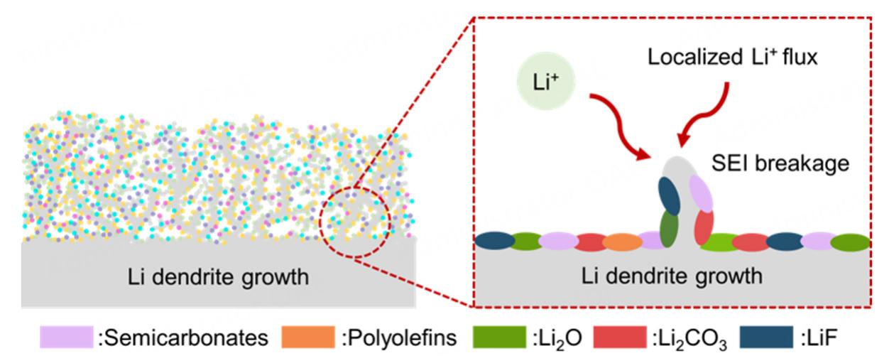 Schematic illustration of li metal dendrite growth process