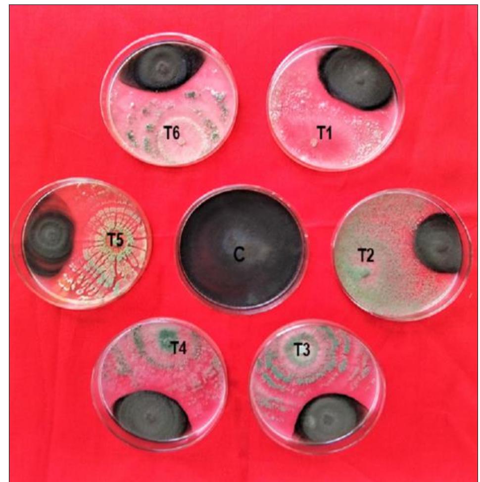 (PDF) In vitro evaluation of bio control agents against Alternaria spp ...