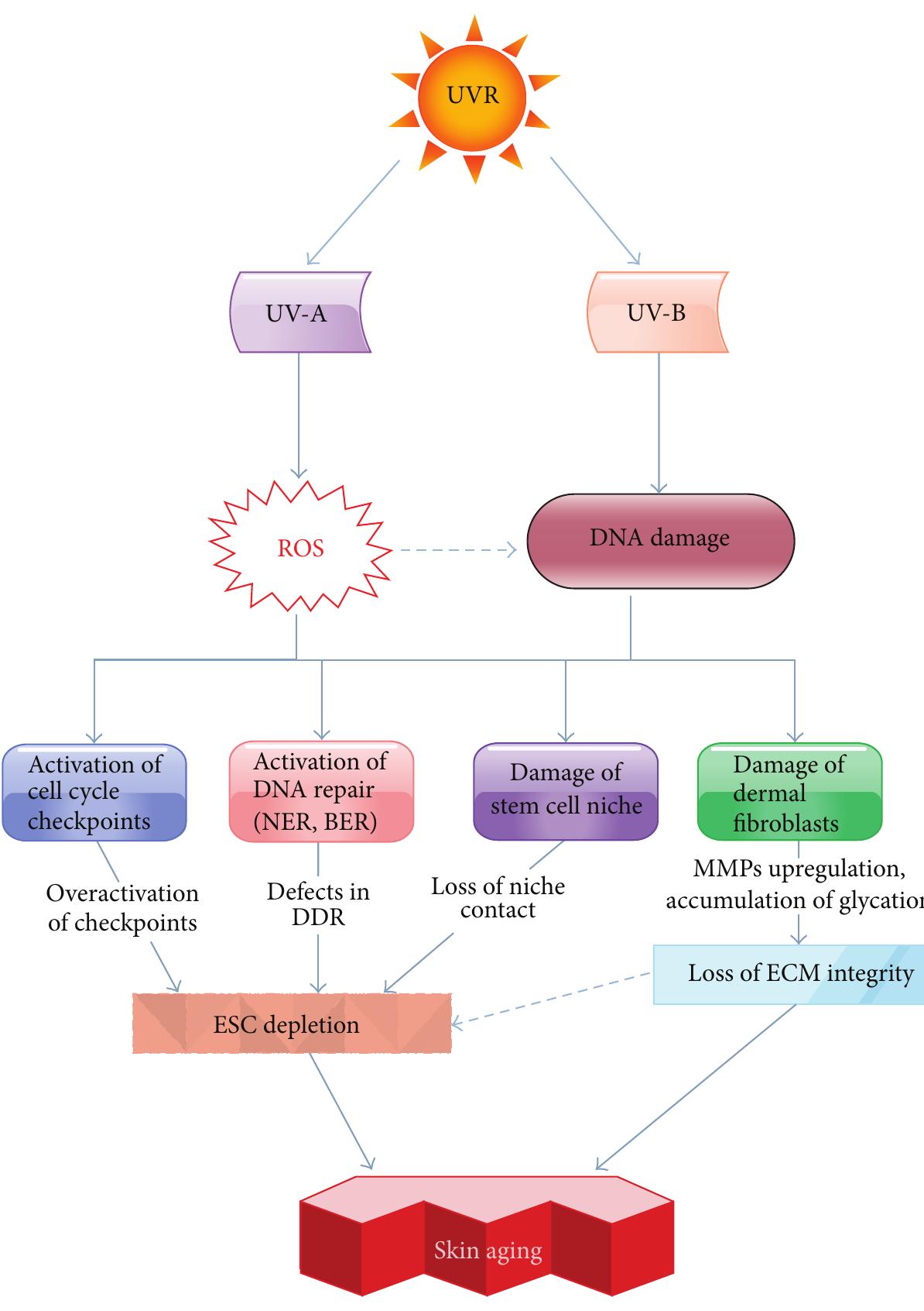 (PDF) Ultraviolet Radiation-Induced Skin Aging: The Role of DNA Damage ...