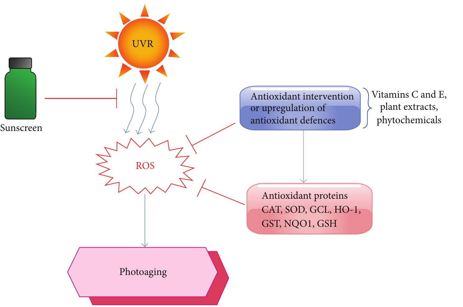 (PDF) Ultraviolet Radiation-Induced Skin Aging: The Role of DNA Damage ...