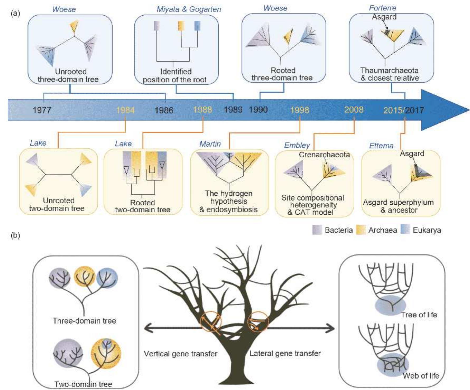 Tree Rumen Archaea (PDF) Archaea, the tree of life, and cellular evolution in eukaryotes