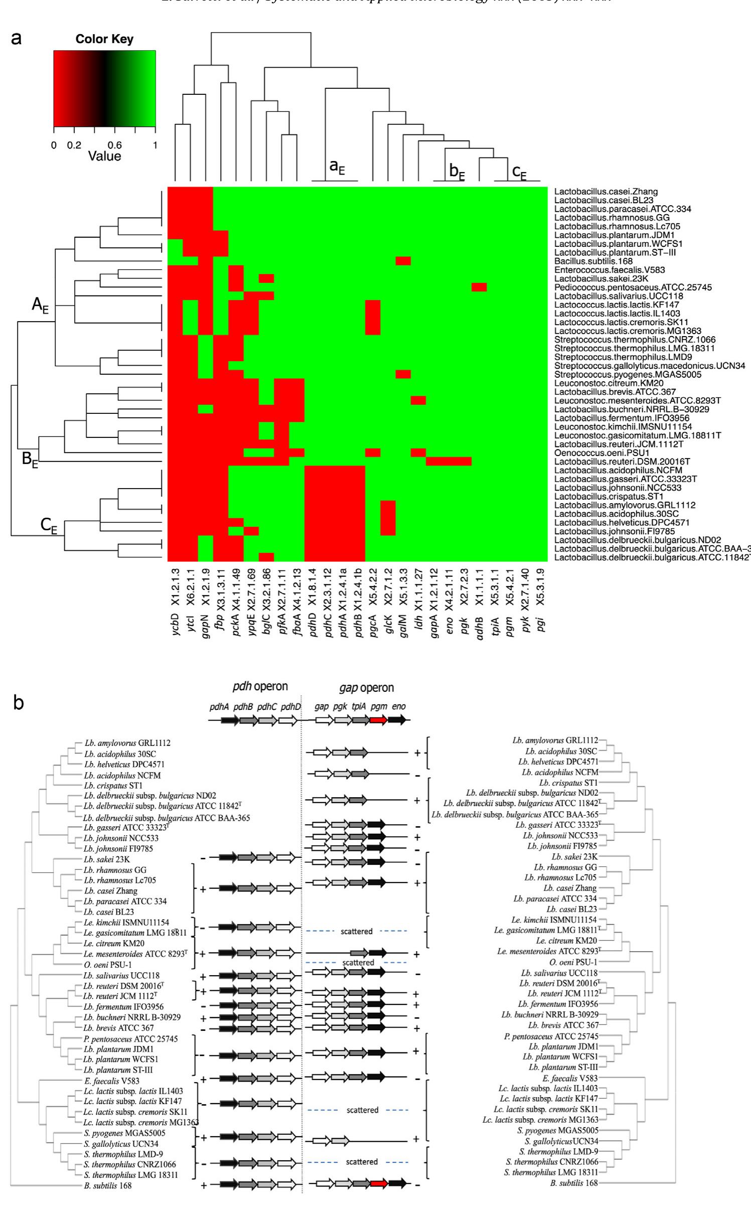 (PDF) Evolution of lactic acid bacteria in the order Lactobacillales as ...