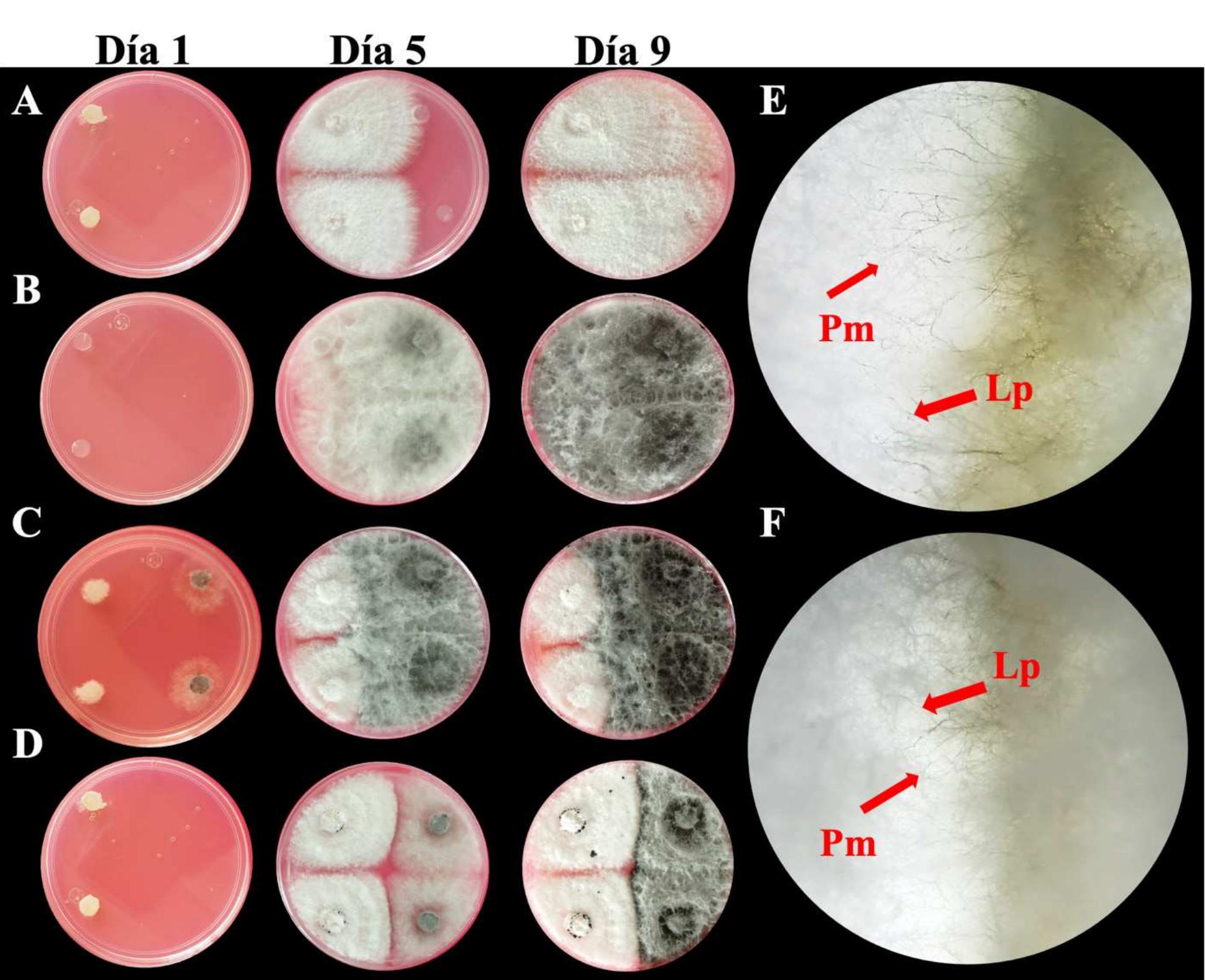 Figure 2. Mycelial growth of Lasiodiplodia pseudotheobromae and Pestalotiopsis mangiferae and hyphal interaction during the dual inoculation technique. A) Pestalotiopsis mangiferae MN2, B) Lasiodiplodia pseudotheobromae S810, C) P. mangiferae MN2 and L. pseudotheobromae 810, D) Crossing of hyphae of P. mangiferae MN2 and L. pseudotheobromae S10 inoculated two days later, E) Crossing of hyphae of P mangiferae MN2 and L. pseudotheobromae S10 and F) Interaction between P. mangiferae MN2 and L. pseudotheobromae S10 inoculated two days later.  Figura 2.Crecimiento micelial durante la técnica de inoculaci6én dual de Lasiodiplodia pseudotheobromae y Pestalotiopsis mangiferae e interaccion de hifas. A) Pestalotiopsis mangiferae MN2, B) Lasiodiplodia pseudotheobromae S10, C) P. mangiferae MN2 y L. pseudotheobromae S10, D) Cruzamiento de hifas de P. mangiferae MN2 y L. pseudotheobromae S10 inoculada dos dias después, E) Cruzamiento de hifas de P mangiferae MN2 y L. pseudotheobromae S10 e F) Interaccién P. mangiferae MN2 y L. pseudotheobromae S10 inoculada dos dias después. 