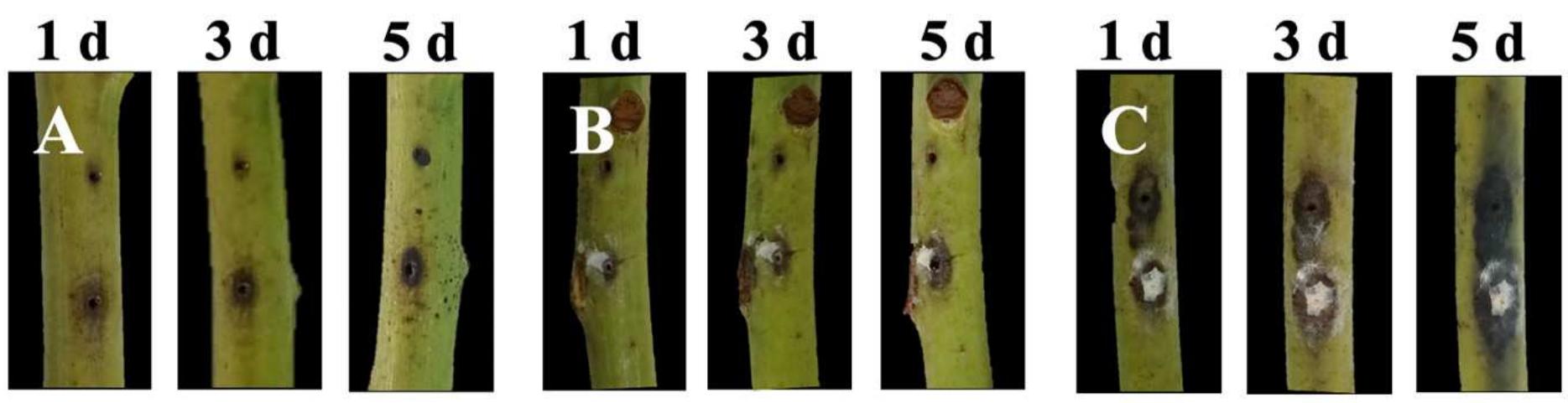 Figure 3. Coinfection in Manila mango branches on days 1, 3 and 5. A. Individual inoculation of L. pseudotheobromae S10. B. Individual inoculation of P. mangiferae MN2. C. Dual inoculation of P. mangiferae MN2 and L. pseudotheobromae $10.  Figura 3.Coinfeccién en ramas de mango variedad Manila a los dias 1, 3 y 5. A. Inoculacién individual de L. pseudotheobromae S10. B. Inoculacién individual de P: mangiferae MN2. C. Inoculacién dual de P. mangiferae MN2 y L. pseudotheobromae S10.  Se observ6 gomosis y necrosis en las ramas 