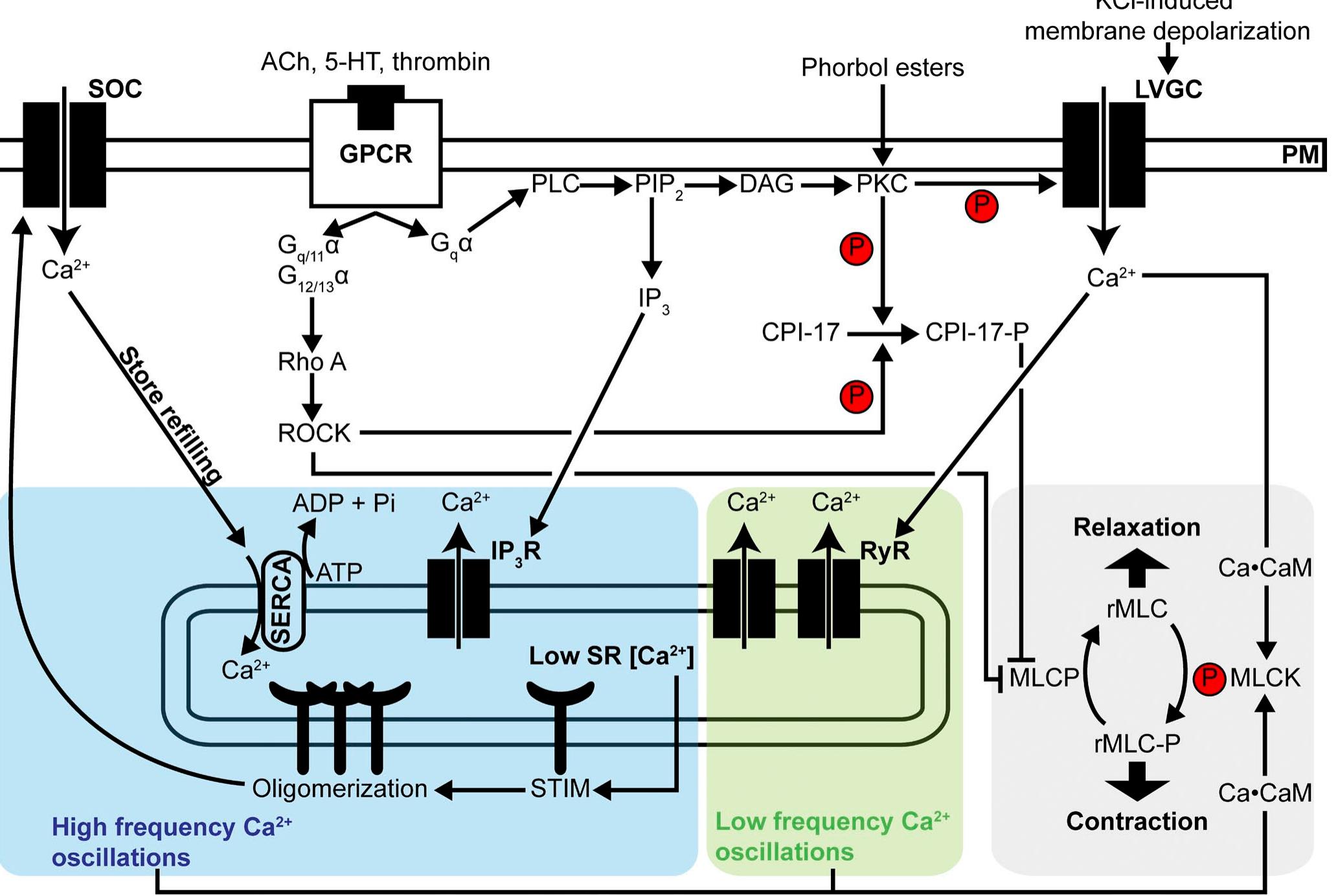 Coa Rmlc Figure 1 - from A Ca2+- and PKC-driven regulatory network in