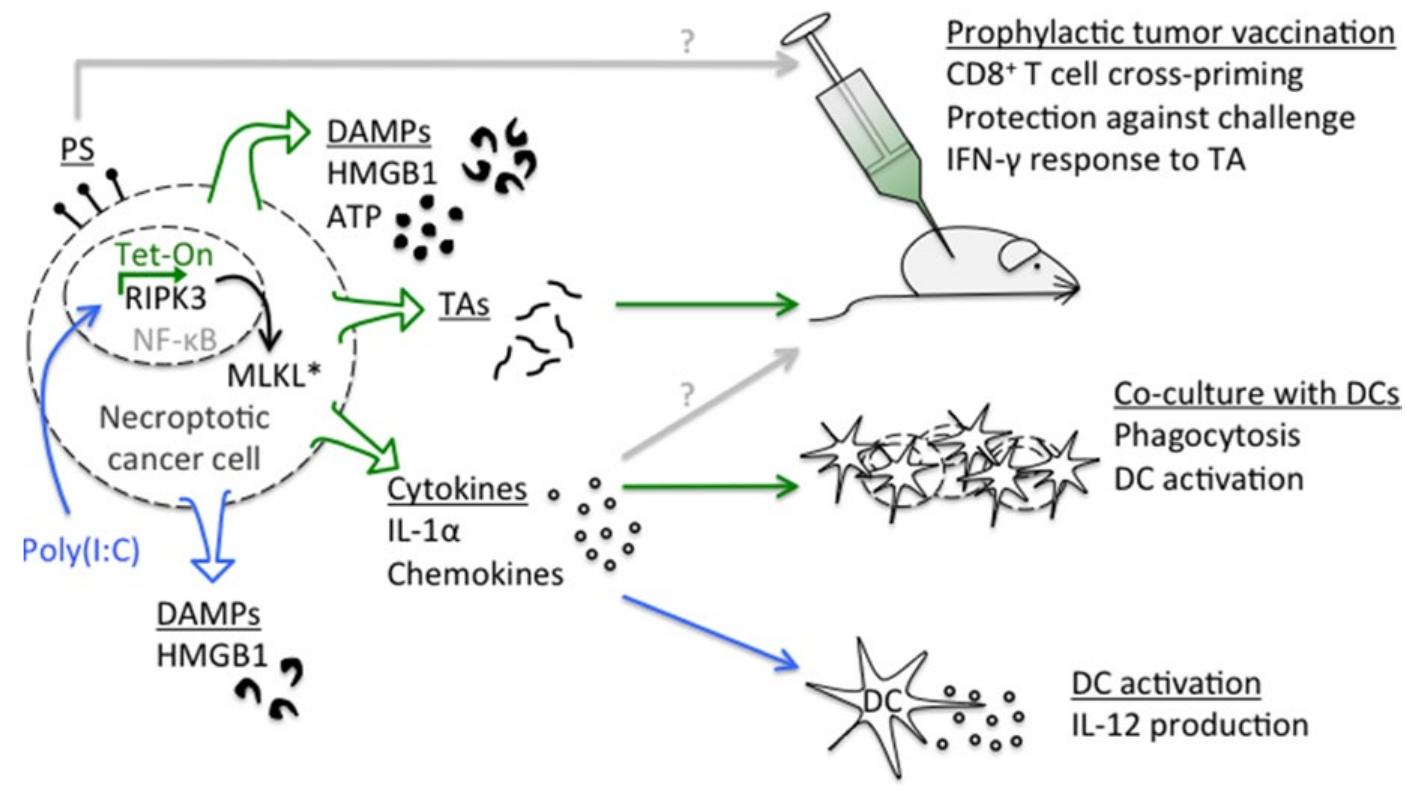 (PDF) Necroptotic cell death in anti-cancer therapy