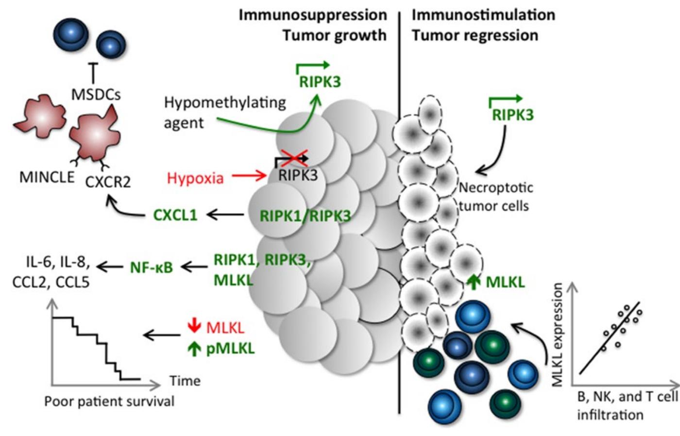 (PDF) Necroptotic cell death in anti-cancer therapy