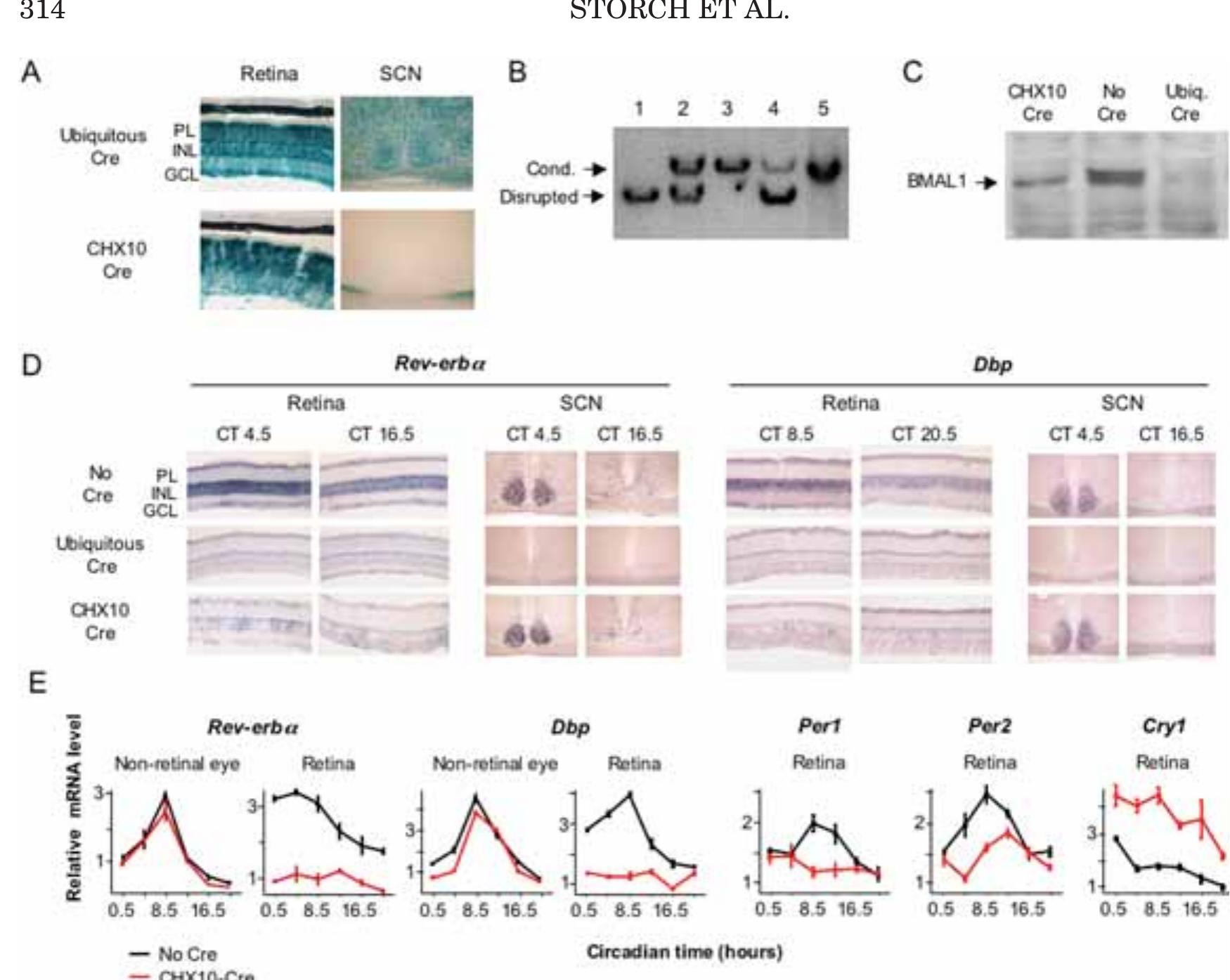 (PDF) Physiological Importance of a Circadian Clock Outside the ...